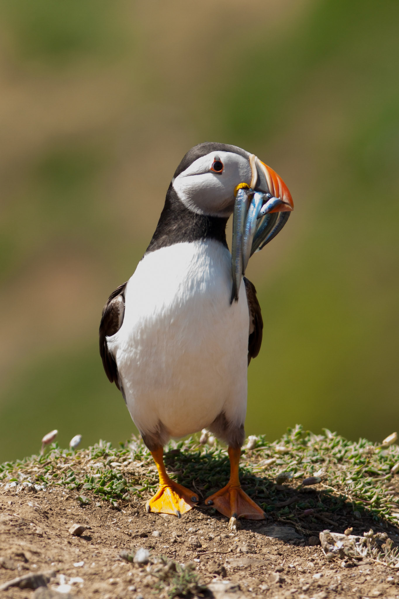 Puffin with sand eels in bill
