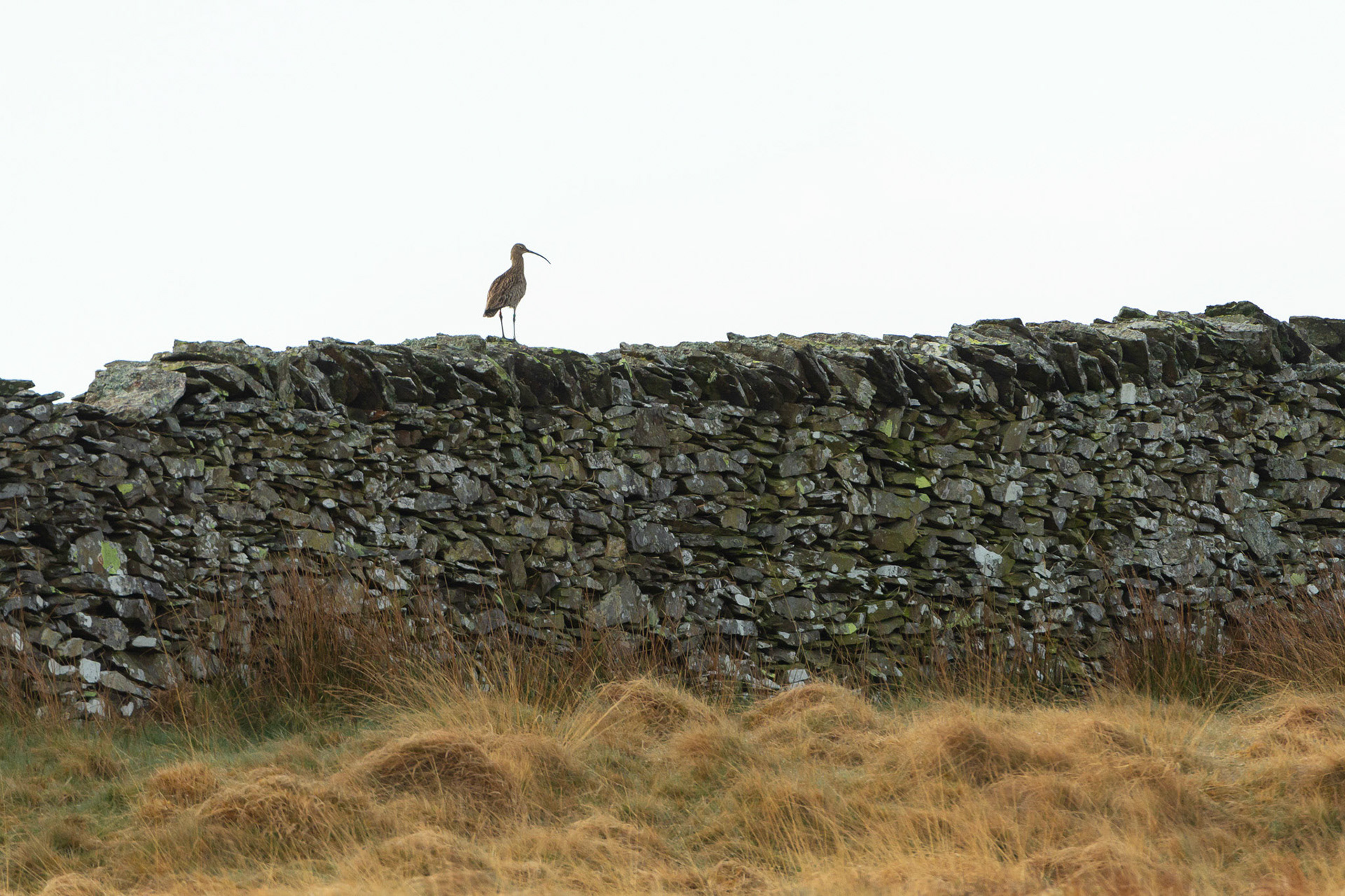 Curlew, Numenius arquata, adult, male. Standing on wall in early morning light. North Wales, UK.
