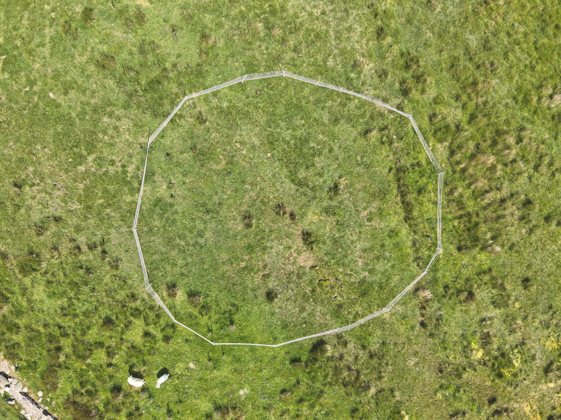 Curlew nest YI 6, taken with drone, looking down. Summer, North Wales, UK.