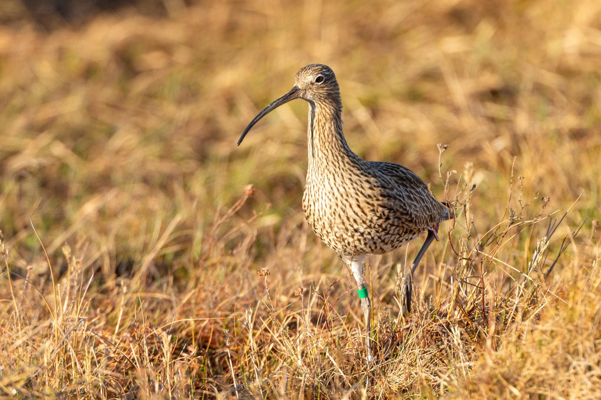 Curlew, Numenius arquata, adult, walking across moor in early morning light. Spring, North Wales, UK.