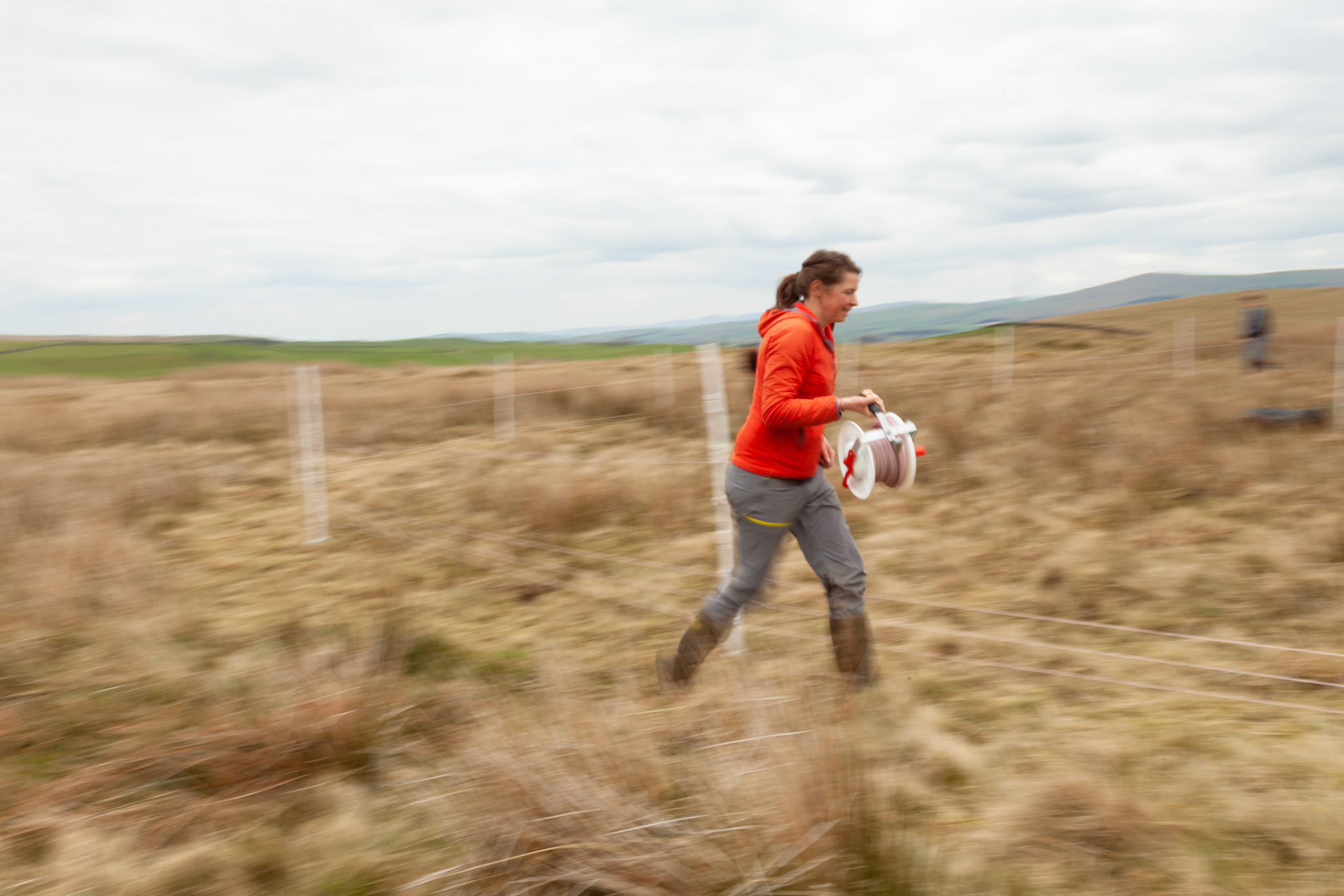 RSPB staff members setting predator fencing for Curlew nest on North Wales moors, Spring, Wales, UK.