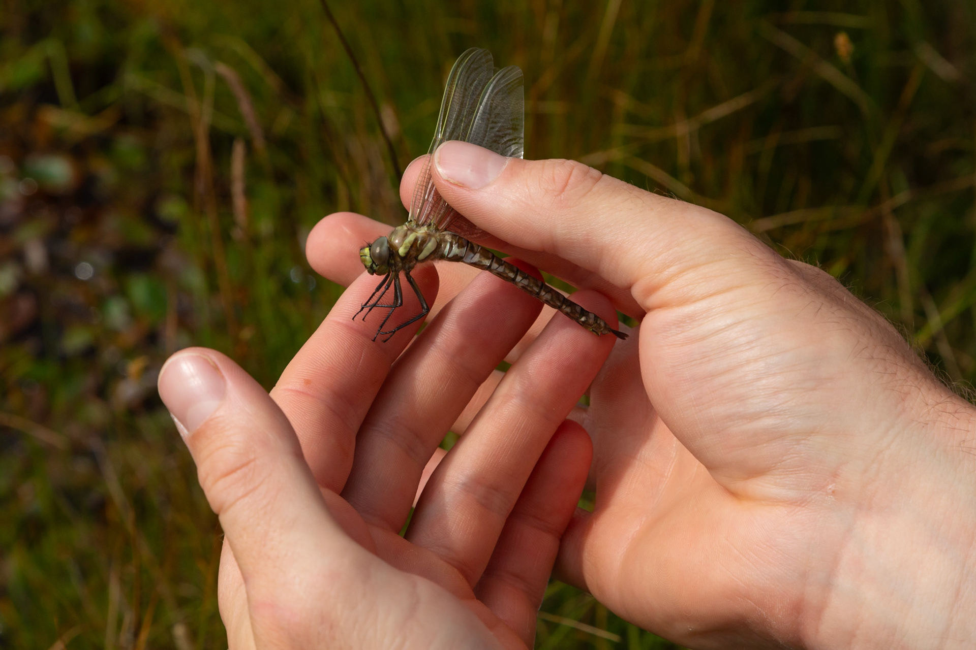 RSPB staff member holding a dragonfly, whilst surveying on North Wales moors. Summer, North Wales, UK
