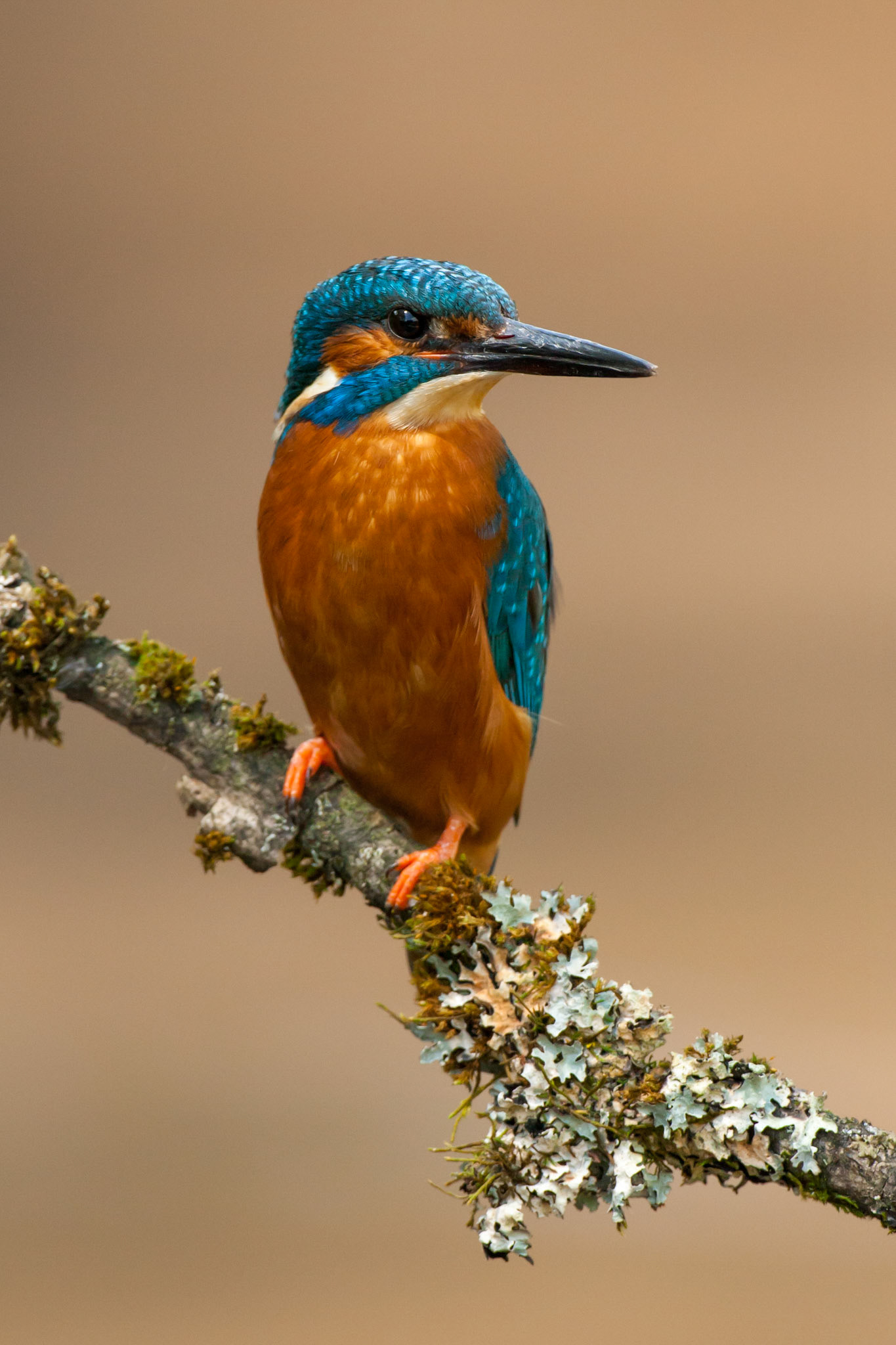Kingfisher on perch 2