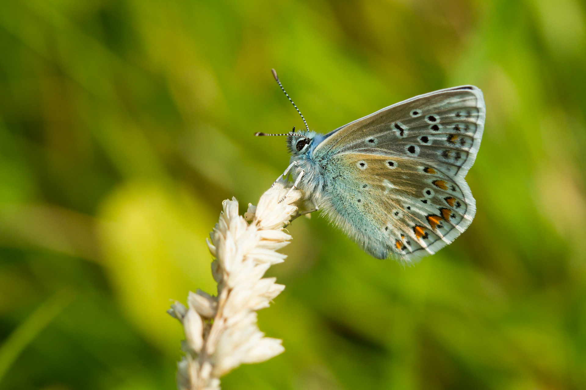 Common Blue butterfly, Polyommatus icarus, adult feeding on plant, summer, RSPB Conwy, North Wales, UK.