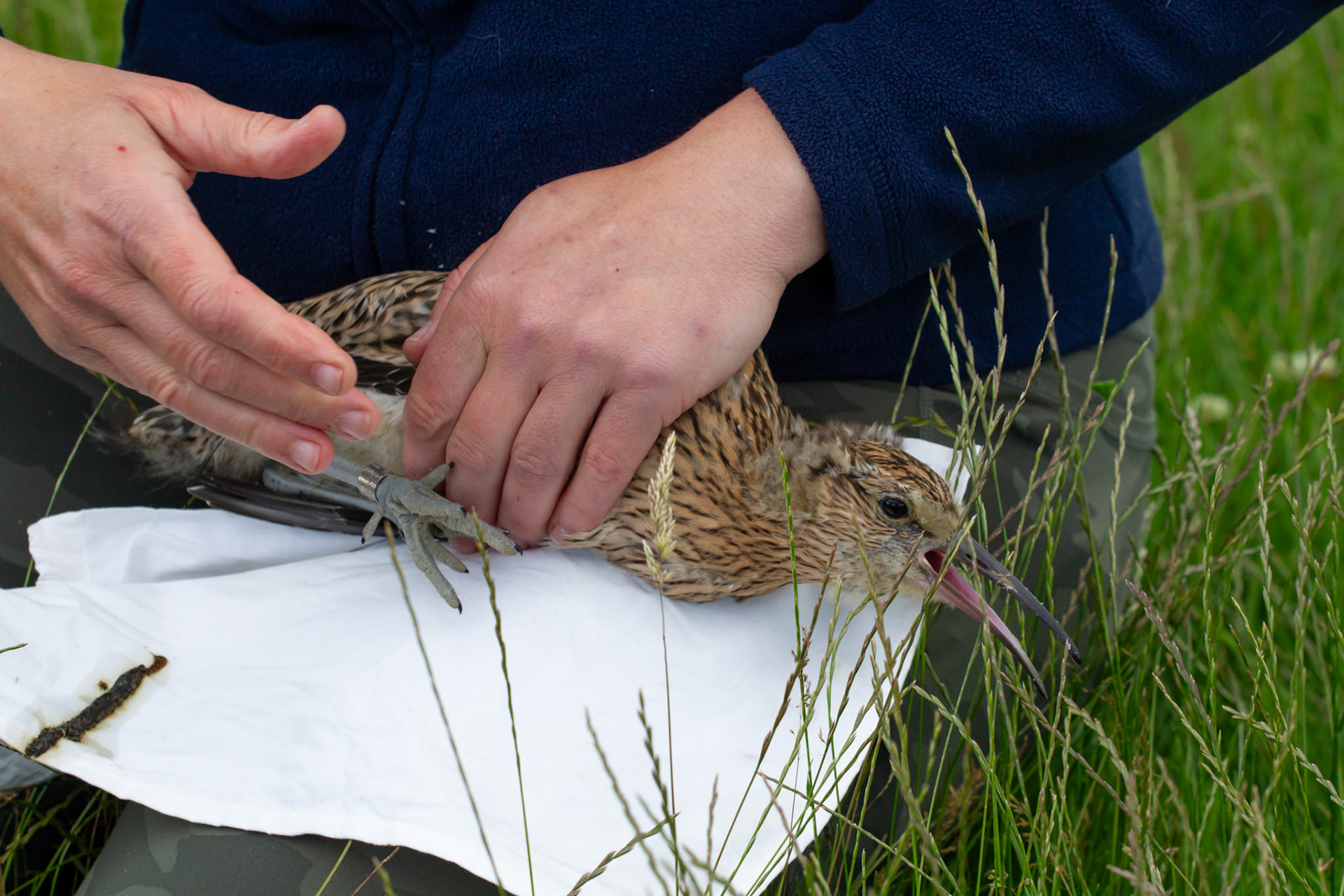 Juvenile Curlew (Numenius arquata), being held by RSPB staff member. Summer, North Wales, UK.