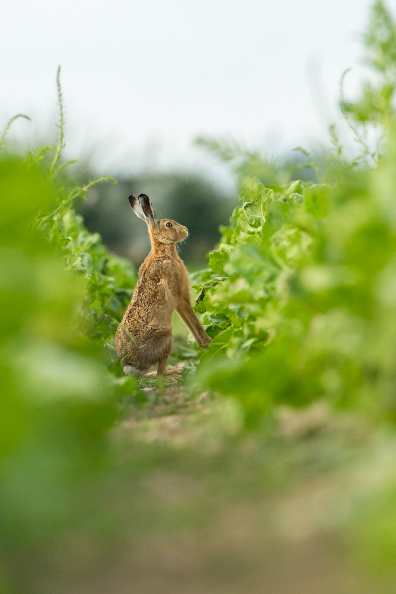 Brown Hare, Lepus europaeus, adult, sitting in furrow surrounded by crops, summer,  West Midlands, England, UK