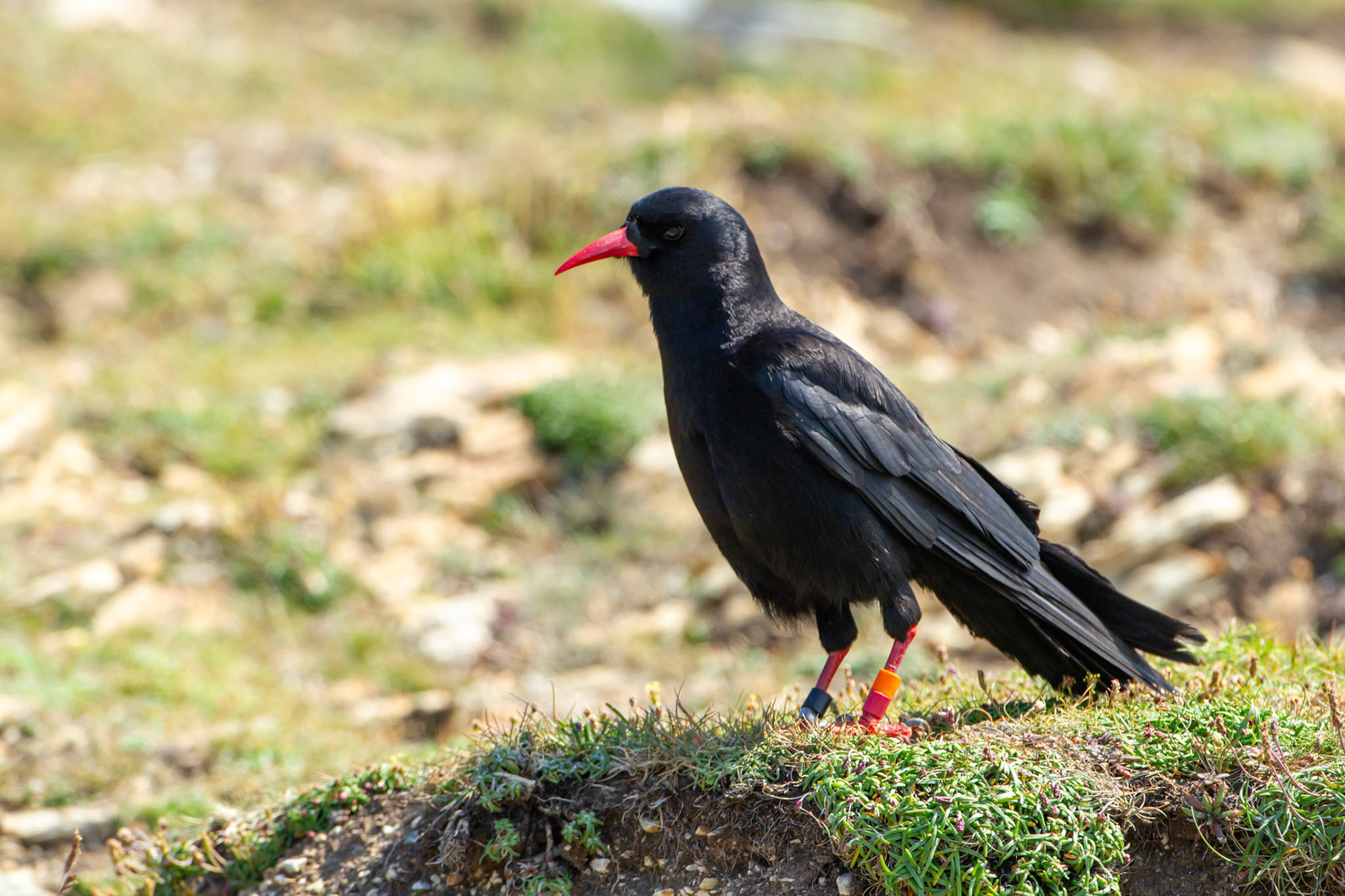 Chough,Pyrrhocorax pyrrhocorax, adult, standing on cliff top, Summer, RSPB South Stack, North Wales, UK