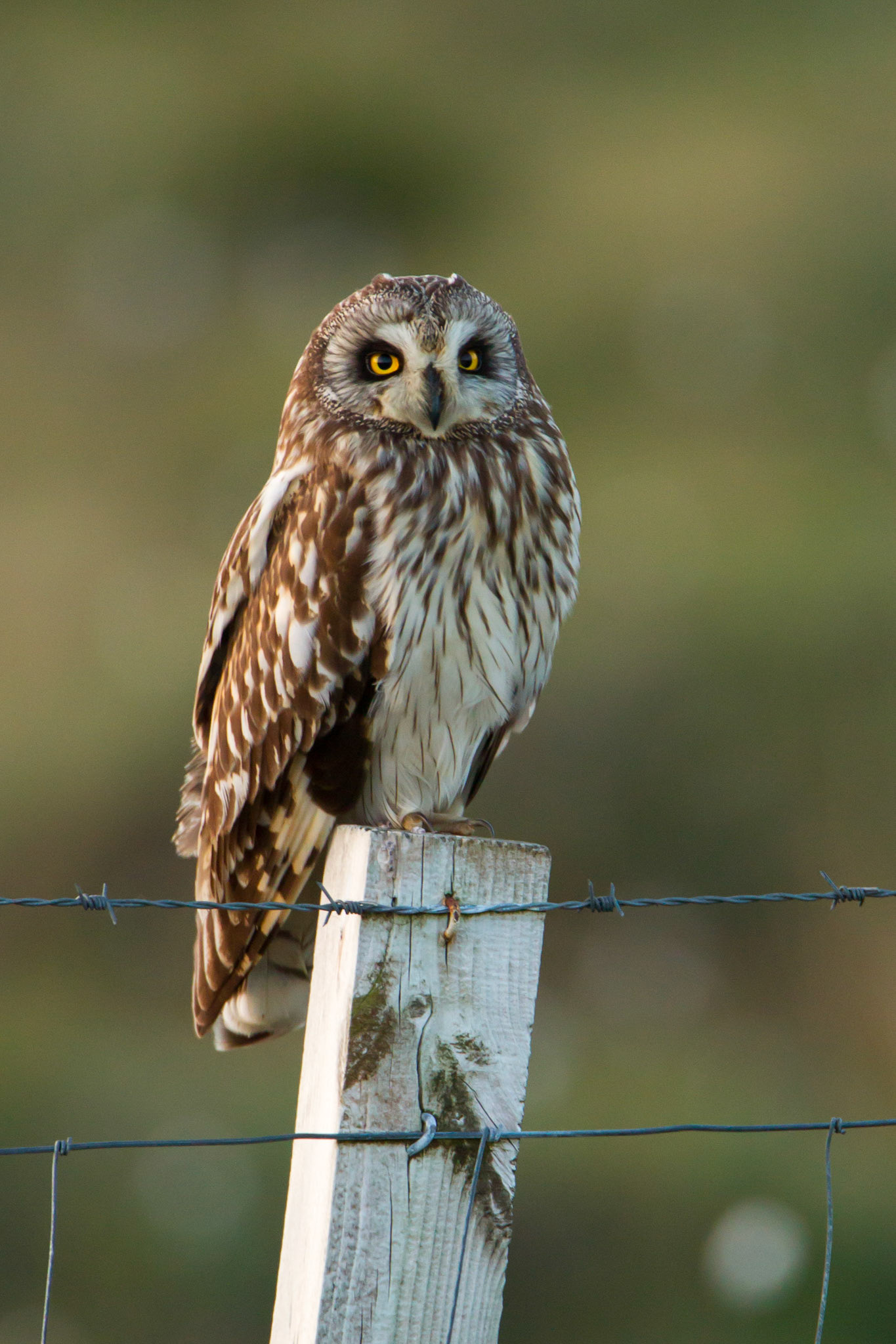 Short-Eared Owl, Asio flammeus, adult, standing on fence post, North uist, Outer Hebrides, Scotland, UK