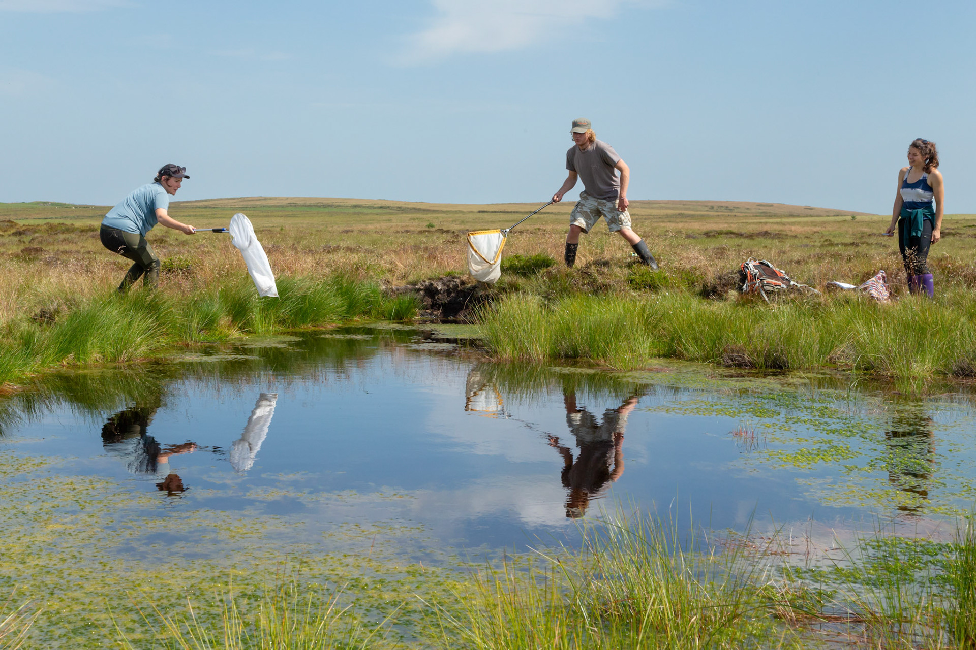 RSPB staff member and volunteer trying to catch a dragonflies next to pool, with reflections. Whilst surveying on North Wales moors with staff member looking on. Summer, North Wales, UK