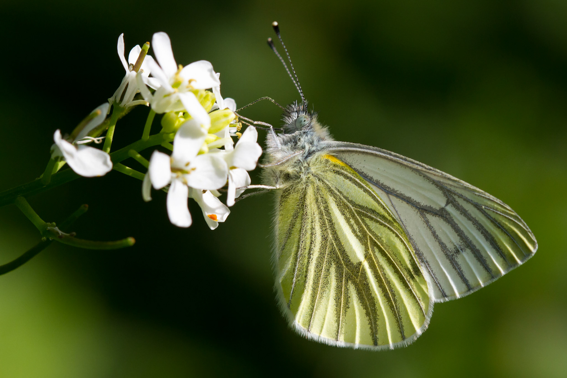 Green Veined White, Pieris napi, adult, on plant, spring, Wales, UK.
