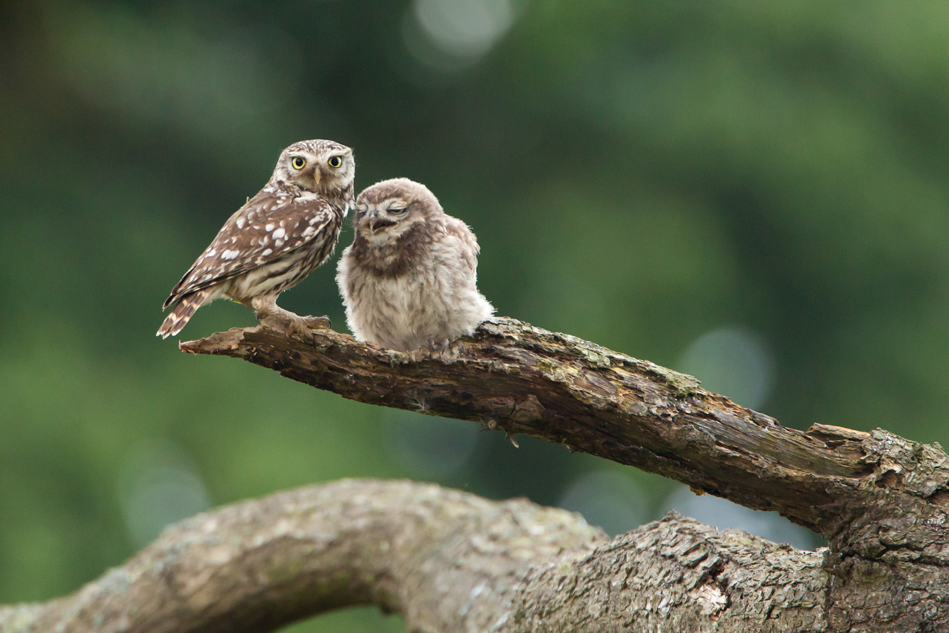 Little Owl adult and young, on branch of tree, summer, Wales, Powys, UK