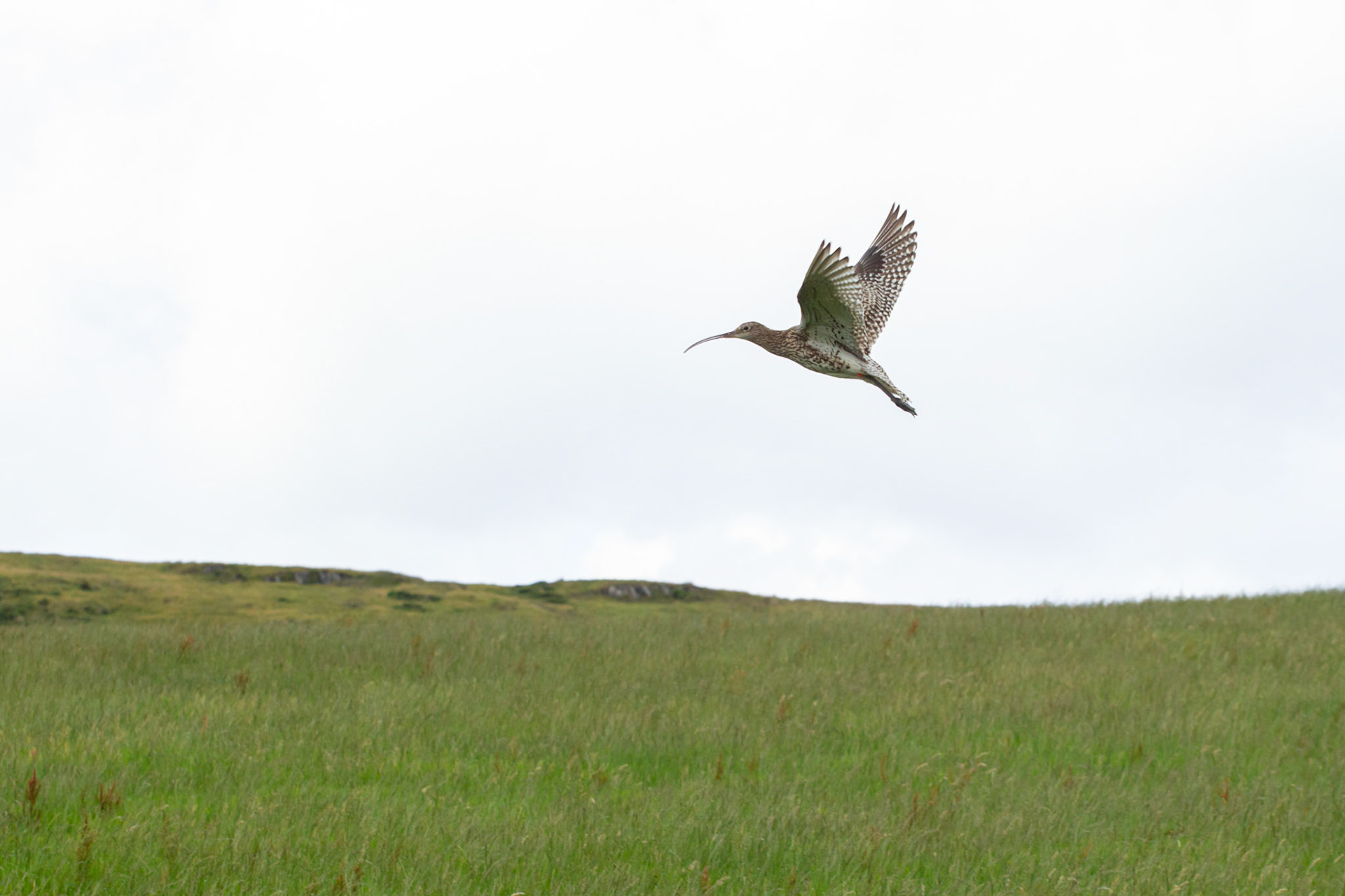 Curlew (Numenius arquata), adult, flight over meadow, Summer, North Wales, UK.