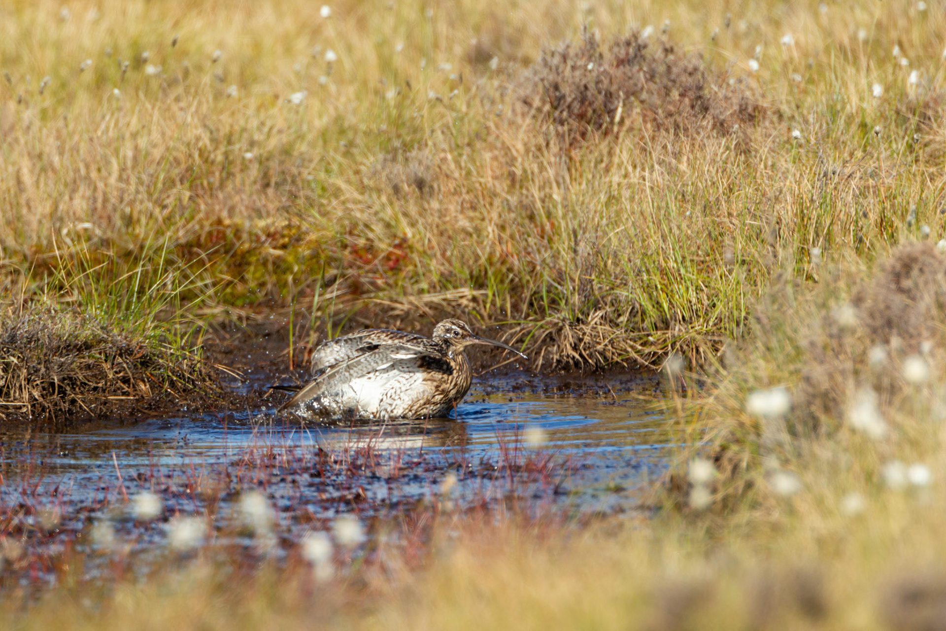Curlew (Numenius arquata) adult, male, bathing in RSPB created pool. Spring, North Wales, UK.