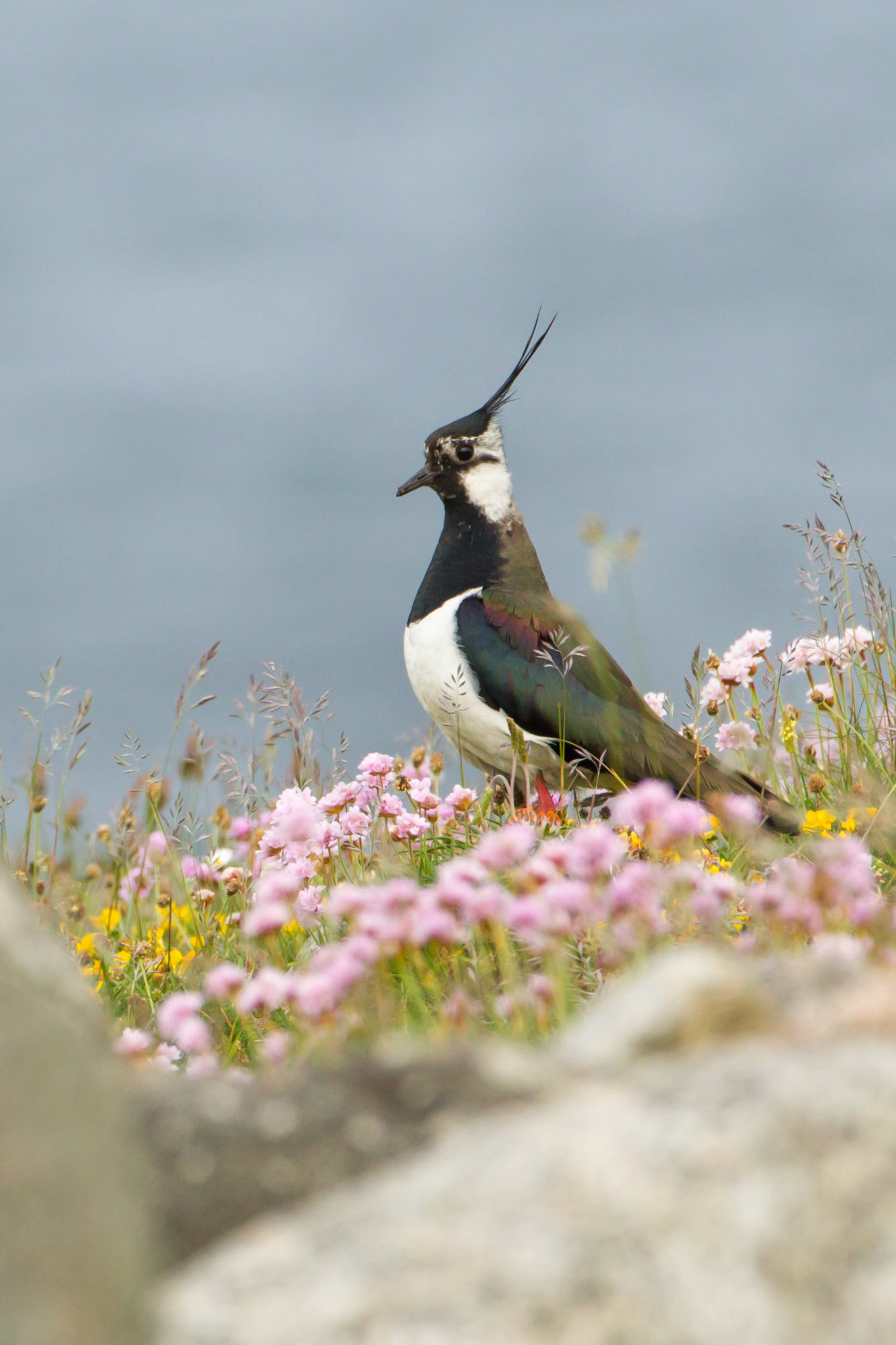 Lapwing, Vanellus vanellus, adult, on Machair, summer, North Uist, Outer hebrides, Scotland, UK. on Machair, summer, North Uist, Outer hebrides, Scotland, UK.