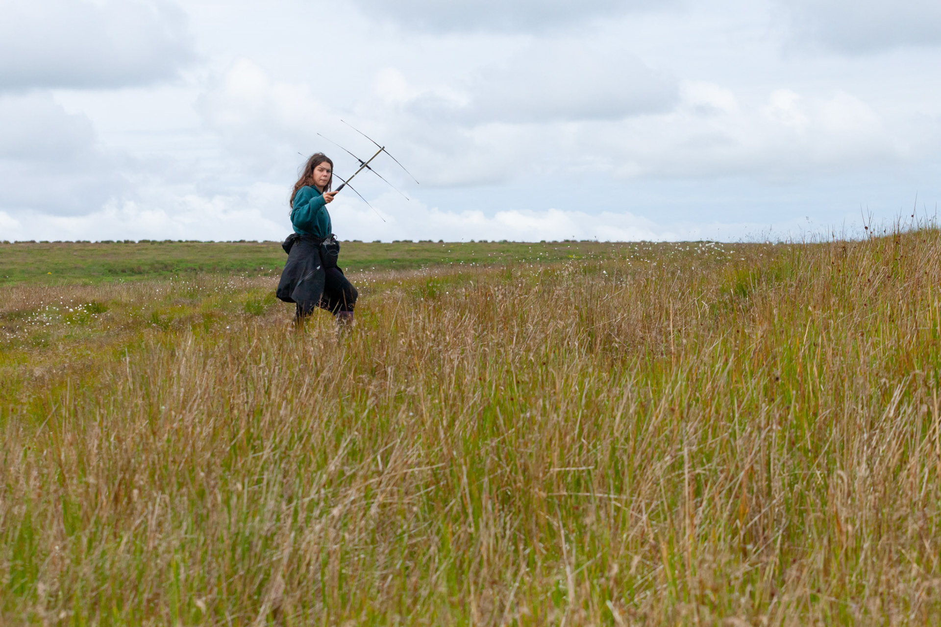 Female RSPB staff member radio tracking Curlew chicks. Summer, North Wales, UK