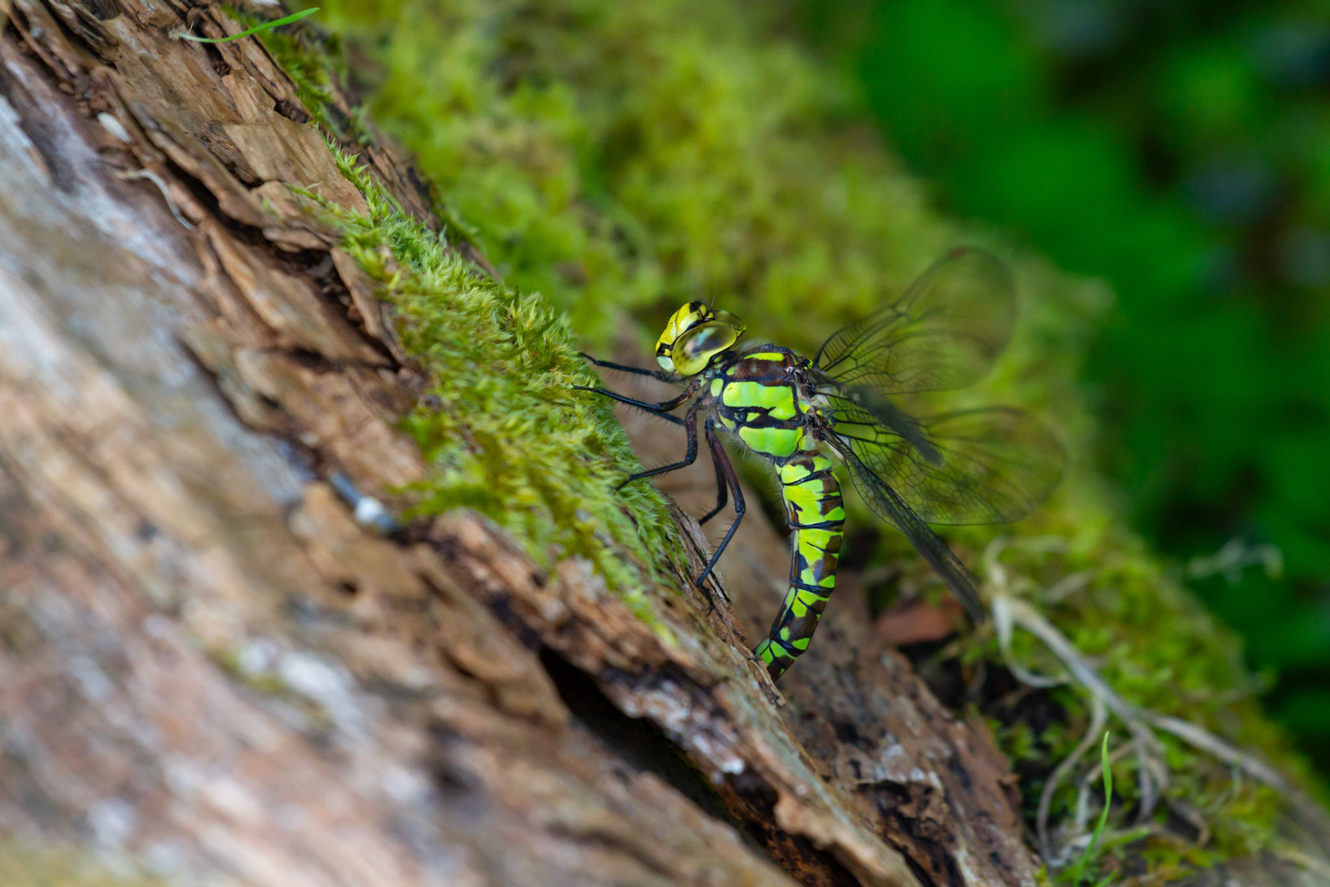 Southern Hawker dragonfly, Aeshna cyanea, adult, female,  laying eggs in rotten wood. Autumn, Wales, UK.