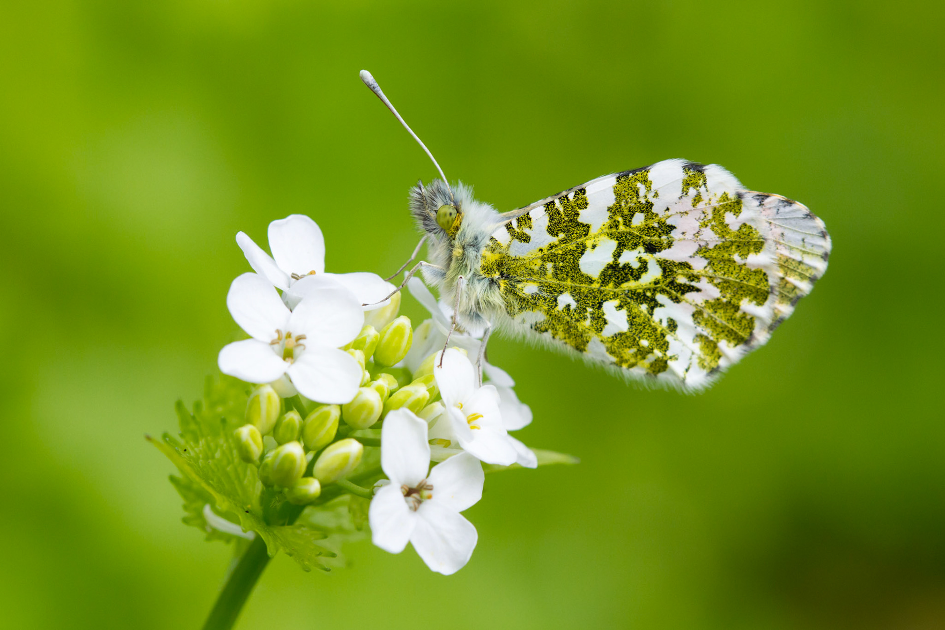 Orange-tip butterfly, Anthocharis cardamines, on plant, spring, North Wales, UK.