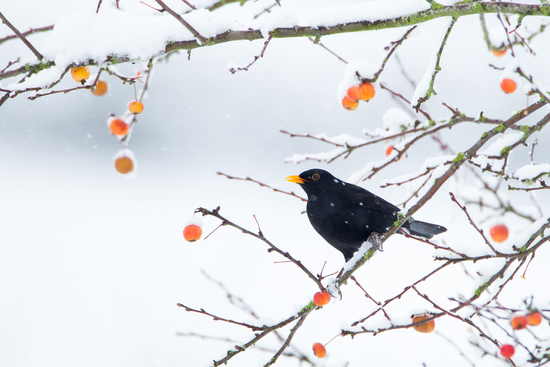 Blackbird, adult, Male, standing on branch with berries in snowfall, Winter, Shropshire, UK