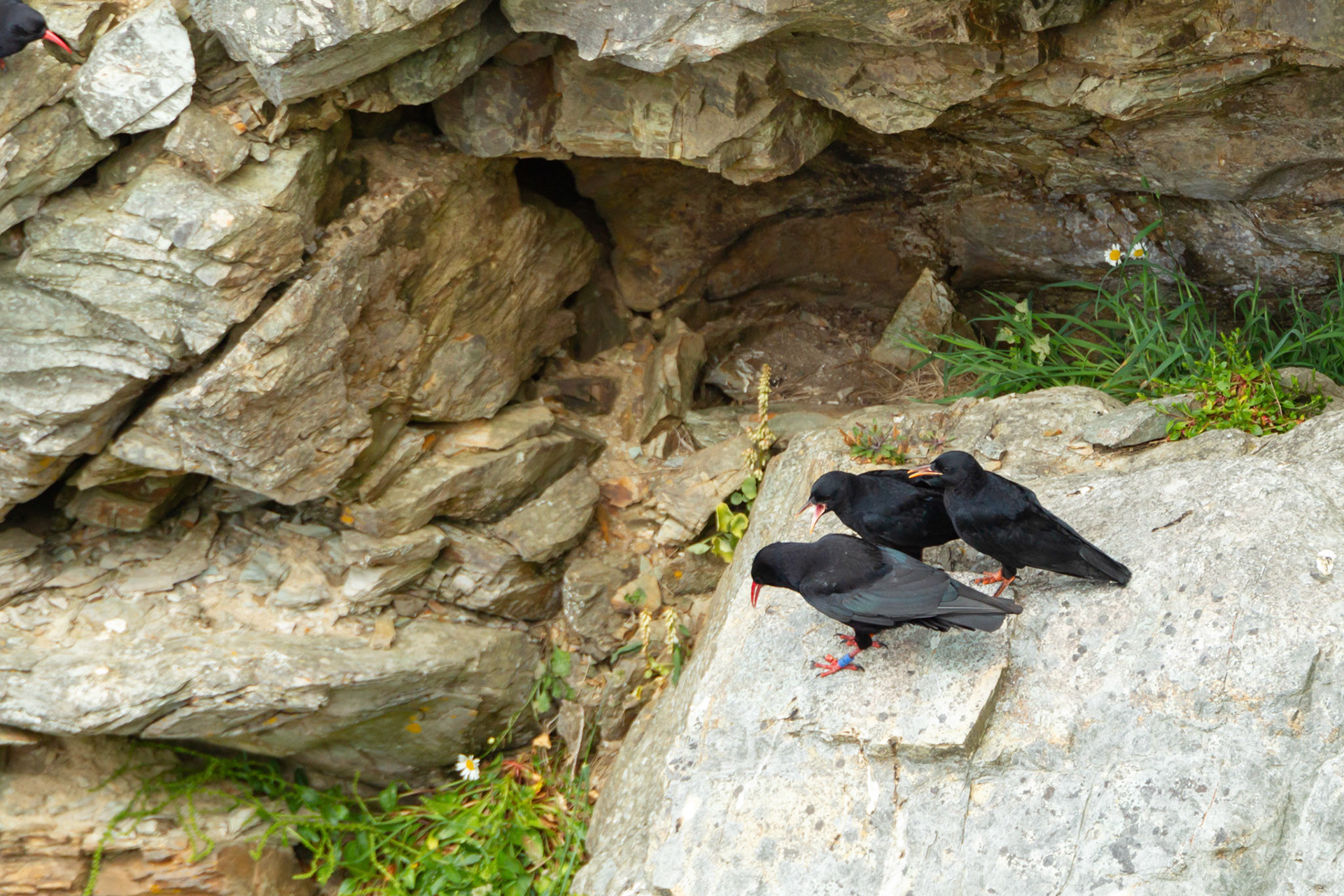 Cough, Pyrrhocorax phrrhocorax, adult &amp; chicks on cliff face. Summer, Wales, UK.