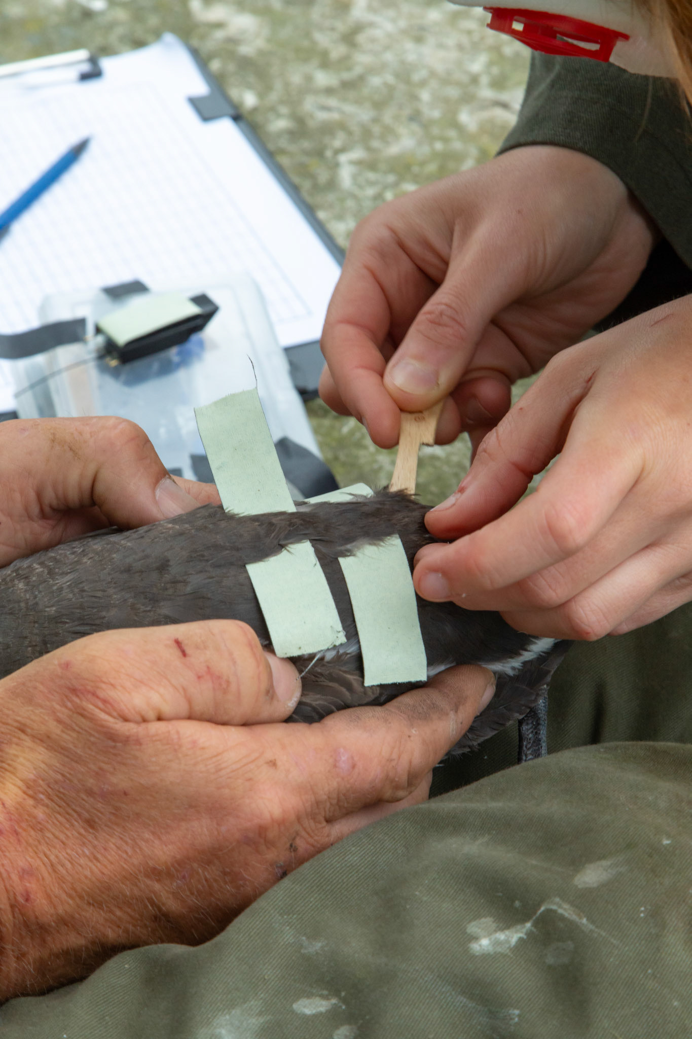 Adult Guillimot being prepared for tagging by RSPB staff. Summer, RSPB South Stack, Wales, UK.