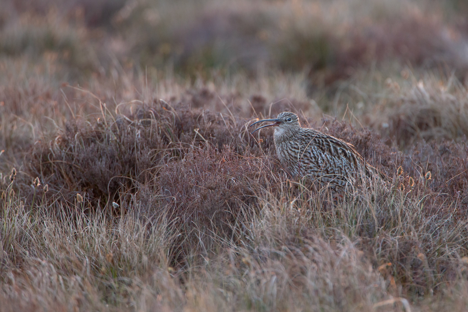 Curlew, Numenius arquata, adult, calling in early morning light. Spring, North Wales, UK.