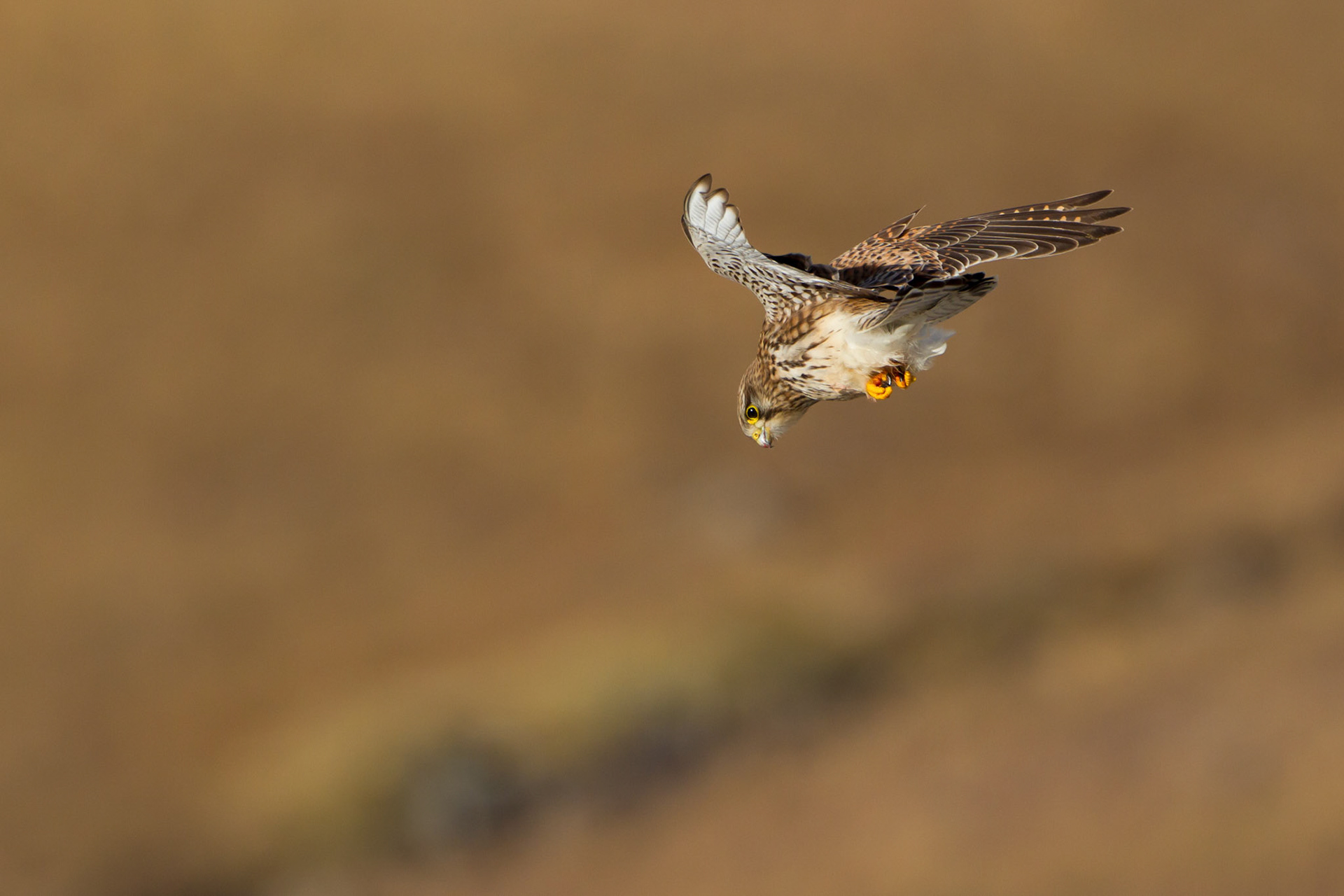 Kestrel stooping for prey