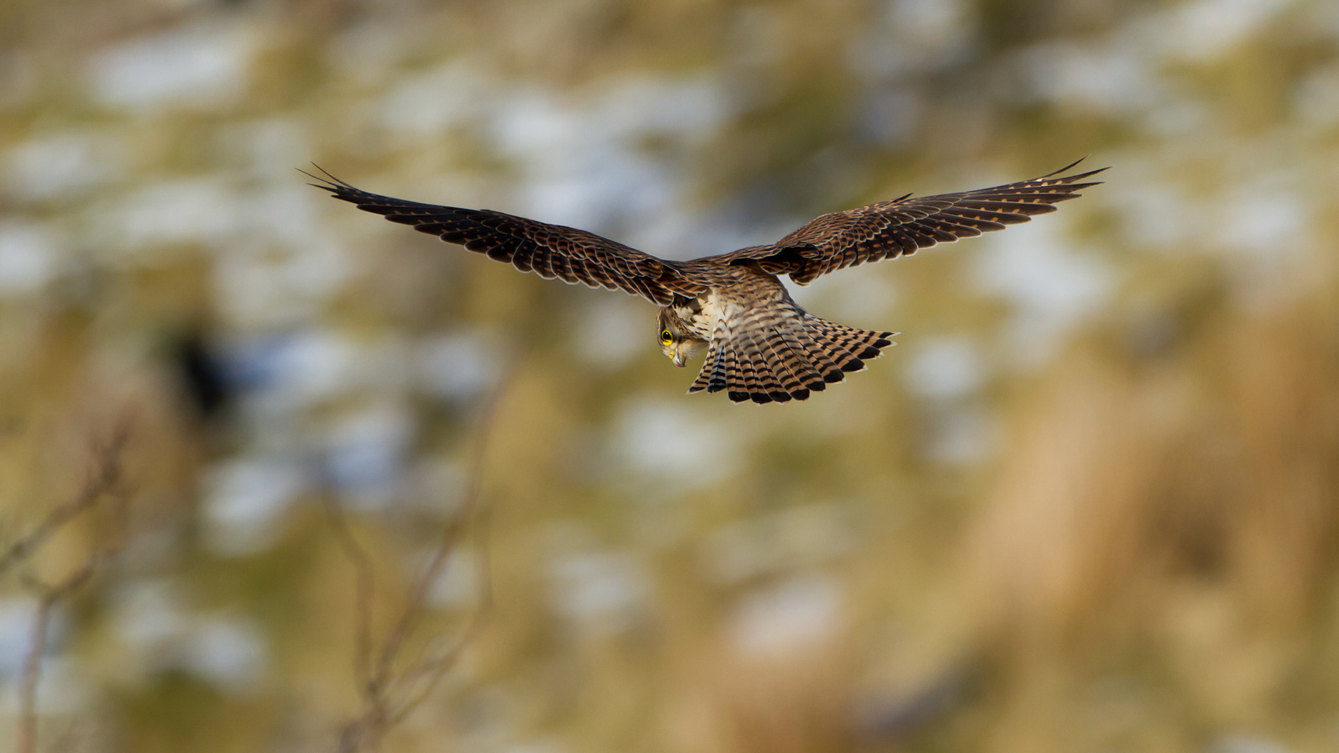 Female Kestrel hovering over partially snow covered hillside.