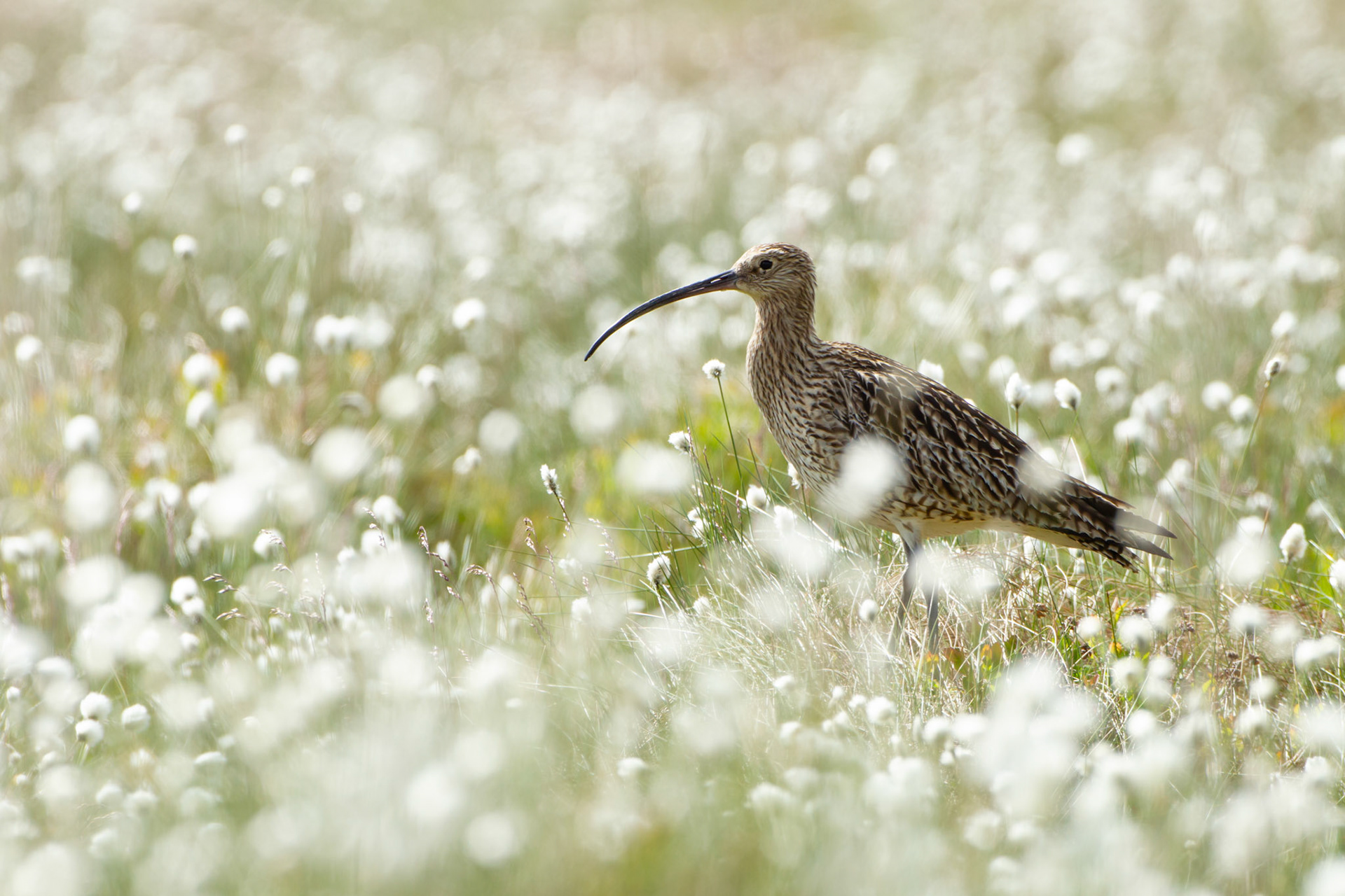 Curlew (Numenius arquata) adult in cotton grass (close up). Summer, North Wales, UK.