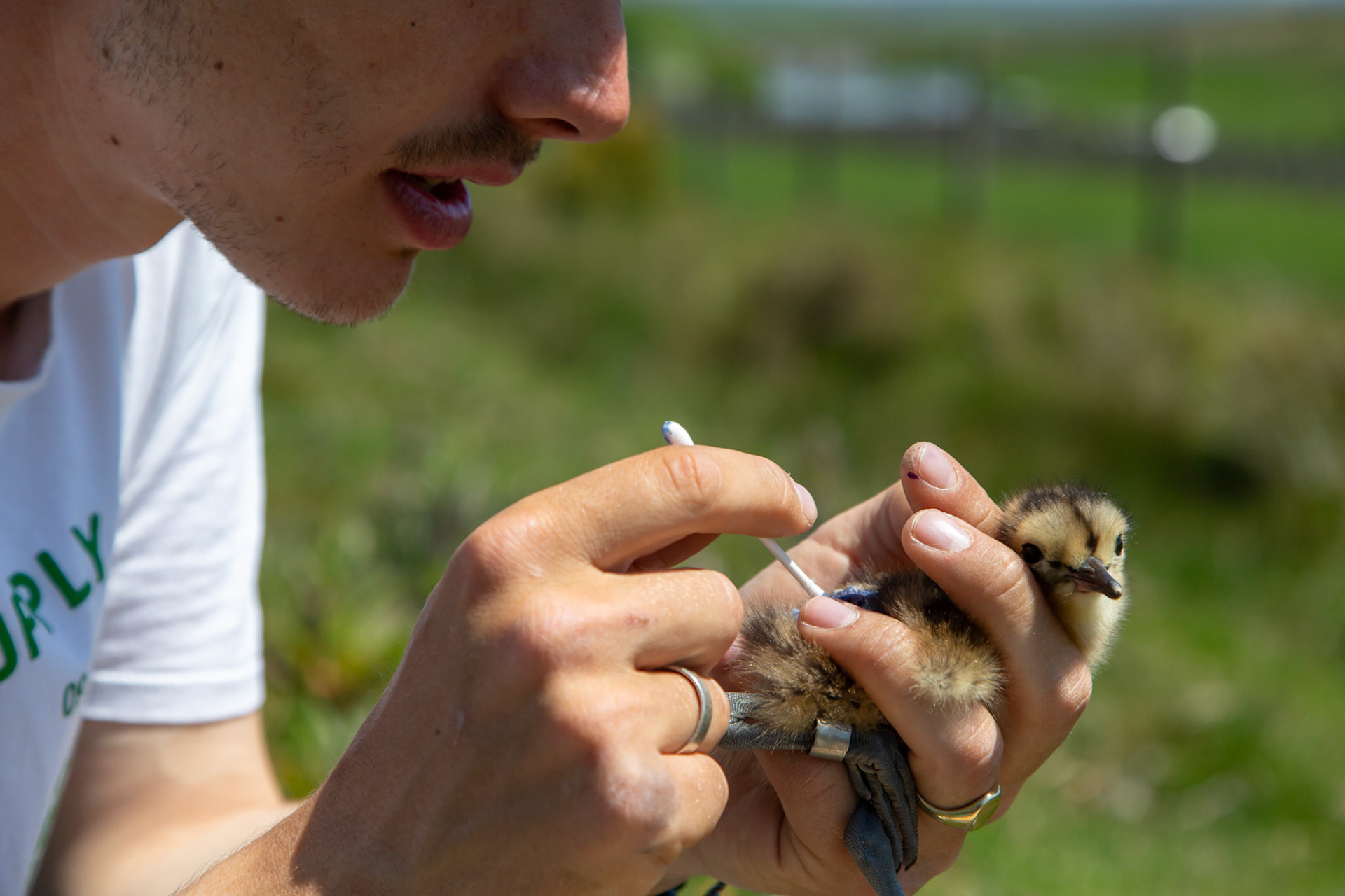 RSPB staff member placing a tag on Curlew chick (Numenius arquata). Spring, North Wales, UK.