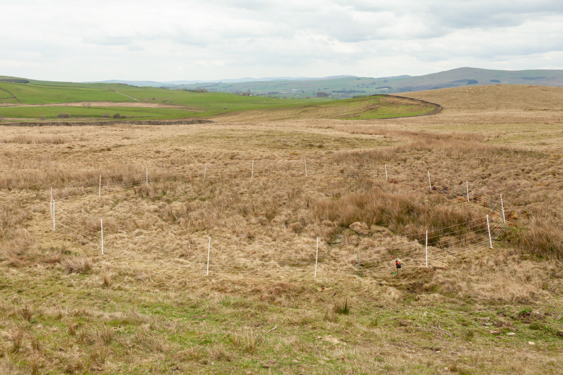 Completed predator fencing surrounding Curlew nest, North Wales moor, Spring, Wales, UK.