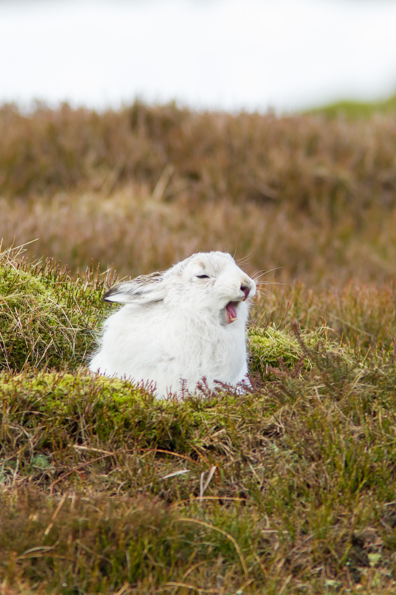 Mountain hare , Lepus Timidus, adult, sitting on heather, yawning, winter, Peak District, UK, winter, Peak District, UK,