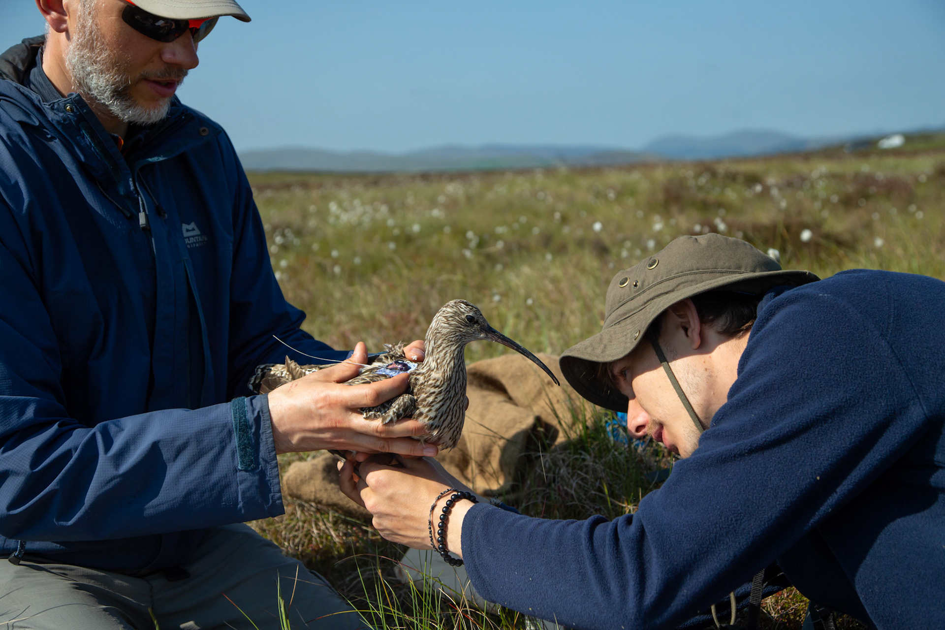 RSPB staff members checking adult Curlew, Numenius arquata, after tagging. North Wales moors, Spring, Wales, UK.