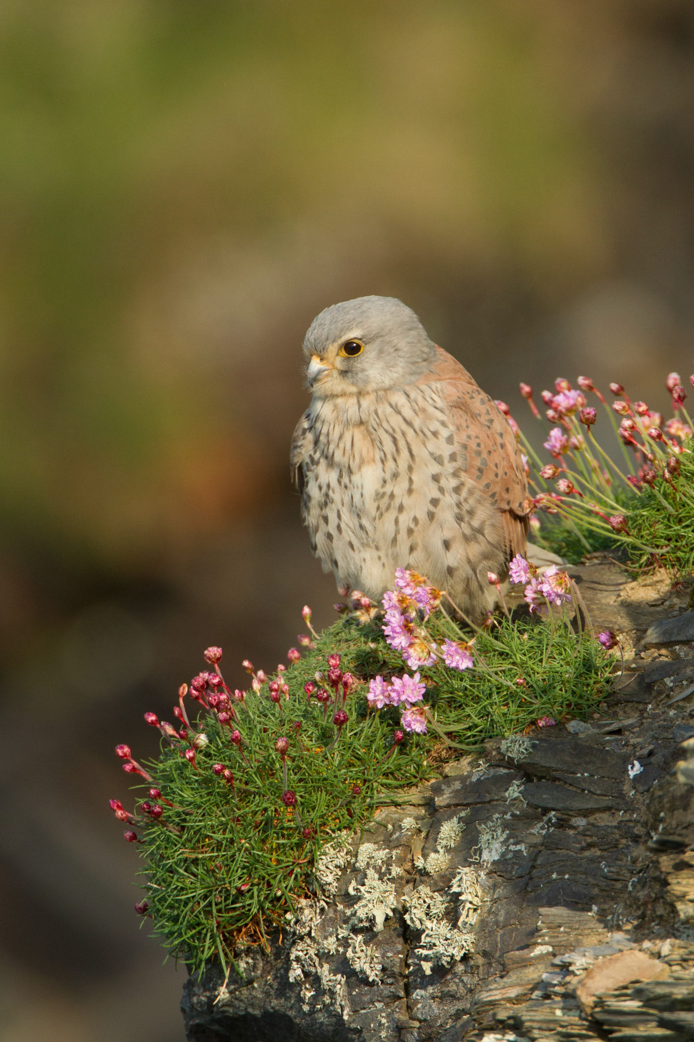 Kestrel, Falco tinnunculus, adult, on cliff face in evening light, Spring, Pembrokeshire, Wales, UK