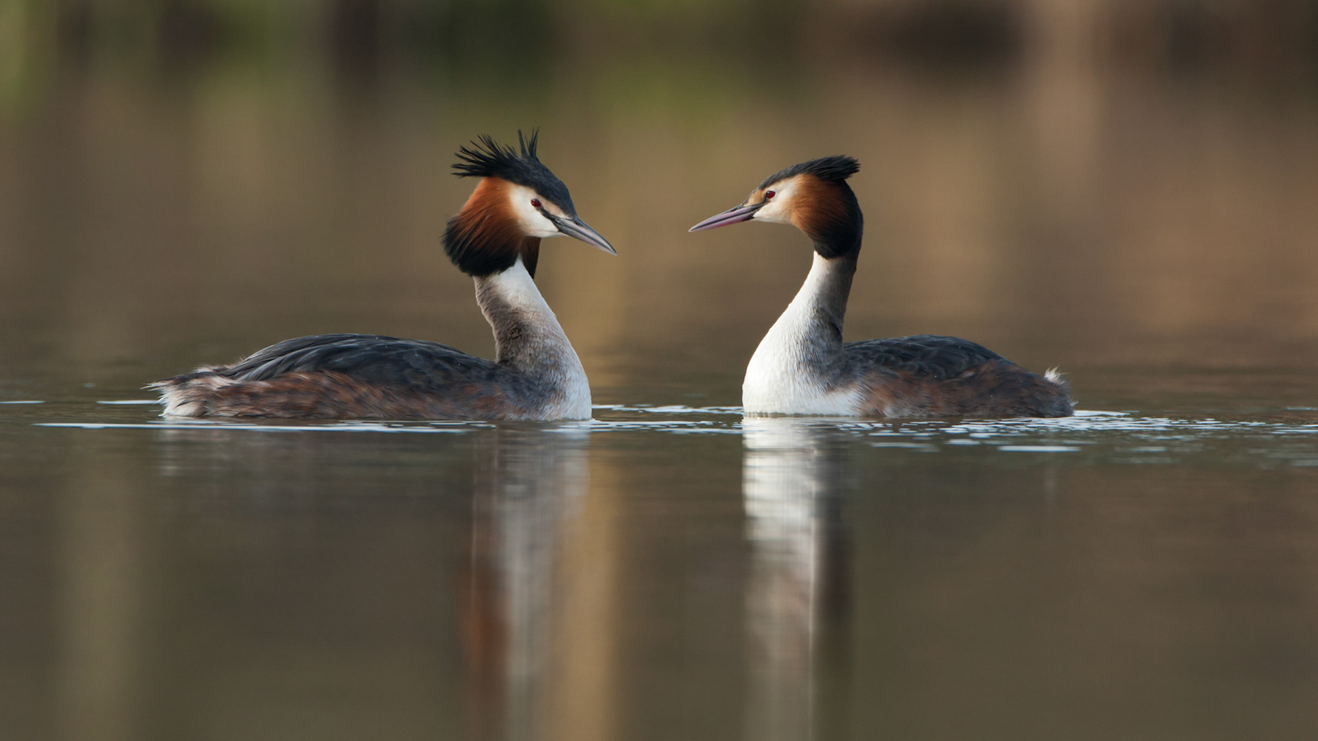 Great Crested Grebe pair