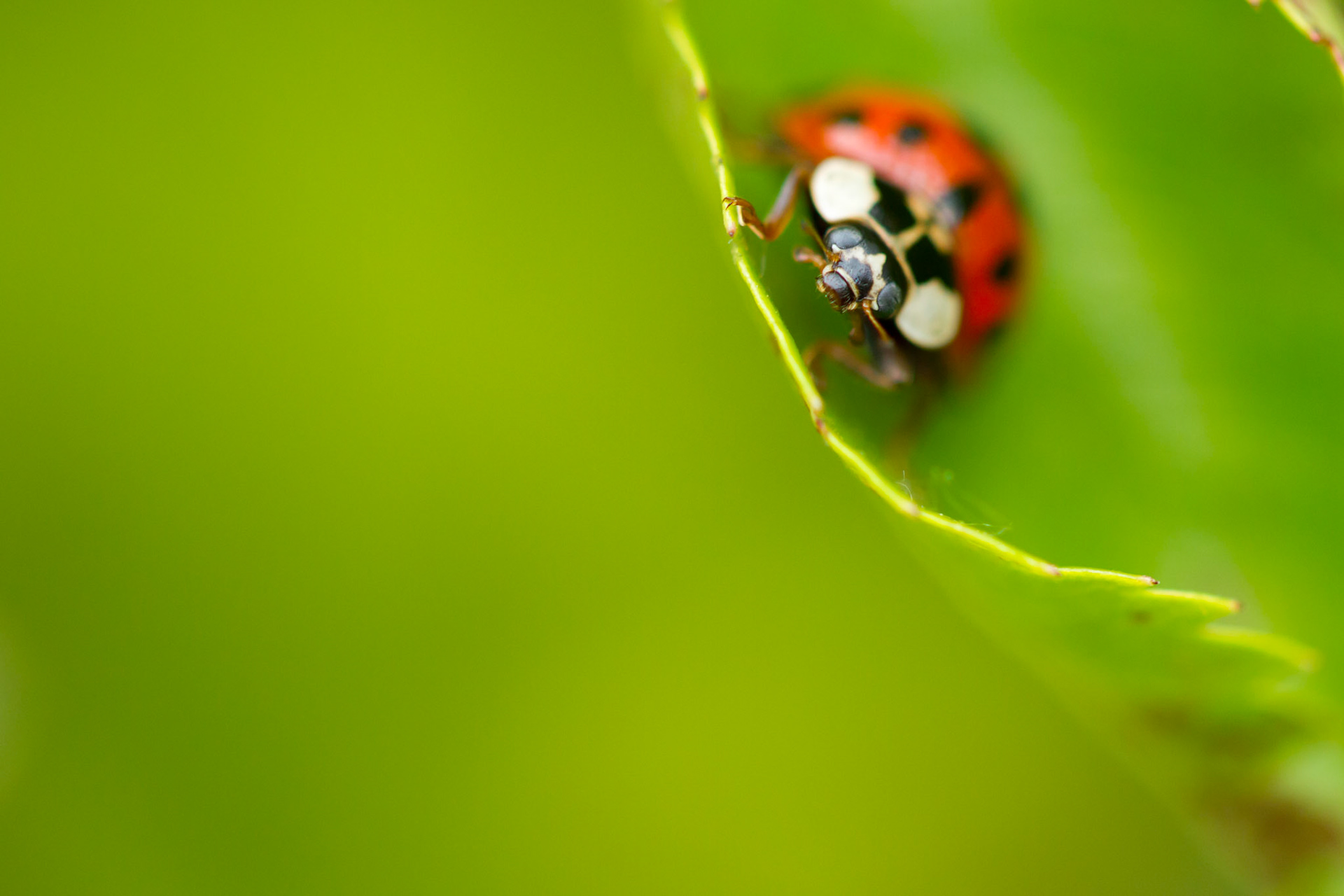 Harlequin ladybird, Harmonia axyridis, on leaf with shallow depth of field, Summer, Powys, Wales, UK
