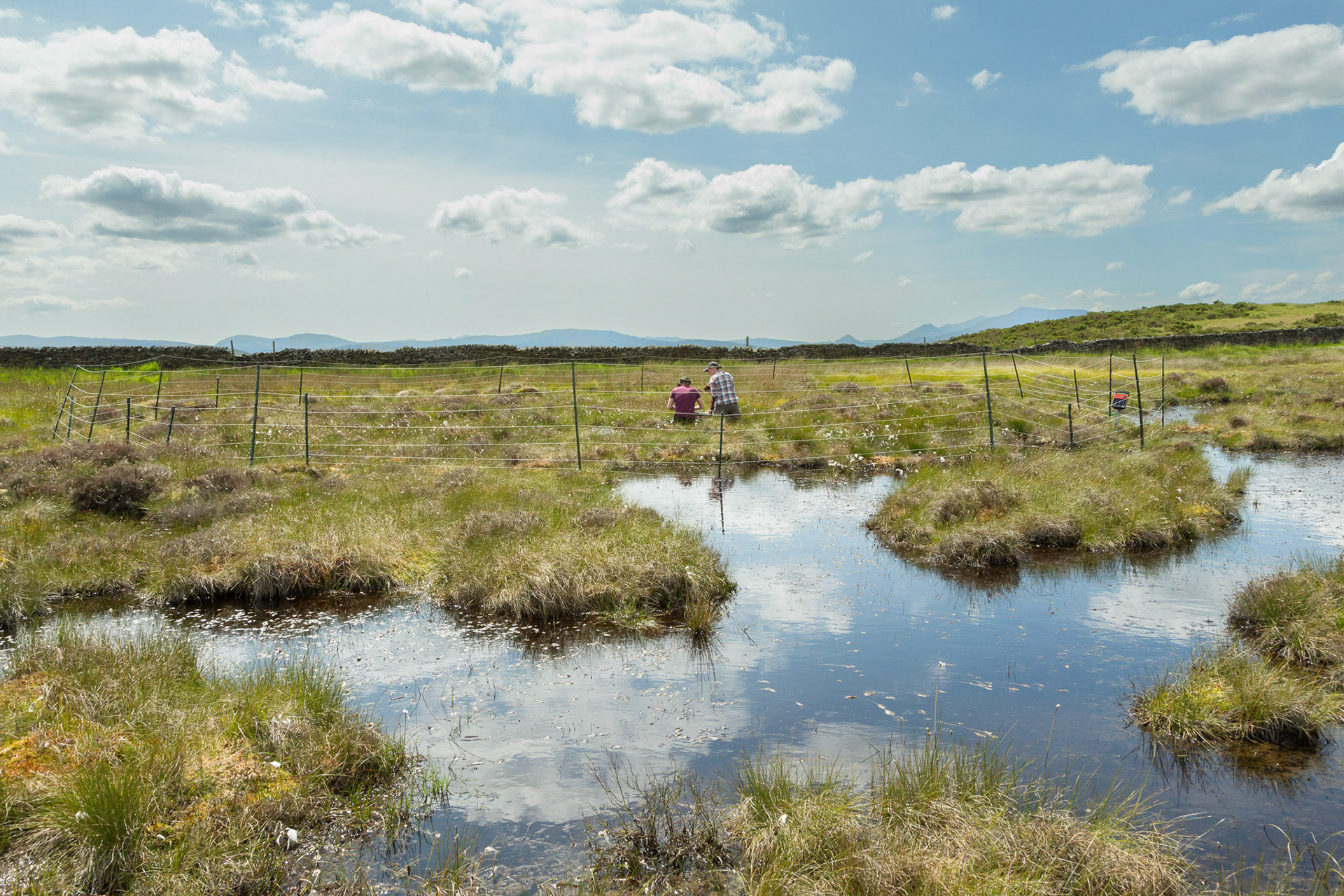 RSPB staff members ringing a Curlew chick (Numenius arquata) at Curlew nest site, with RSPB created pools in foreground and mountains of  background. Summer, North Wales moors, Wales, UK.