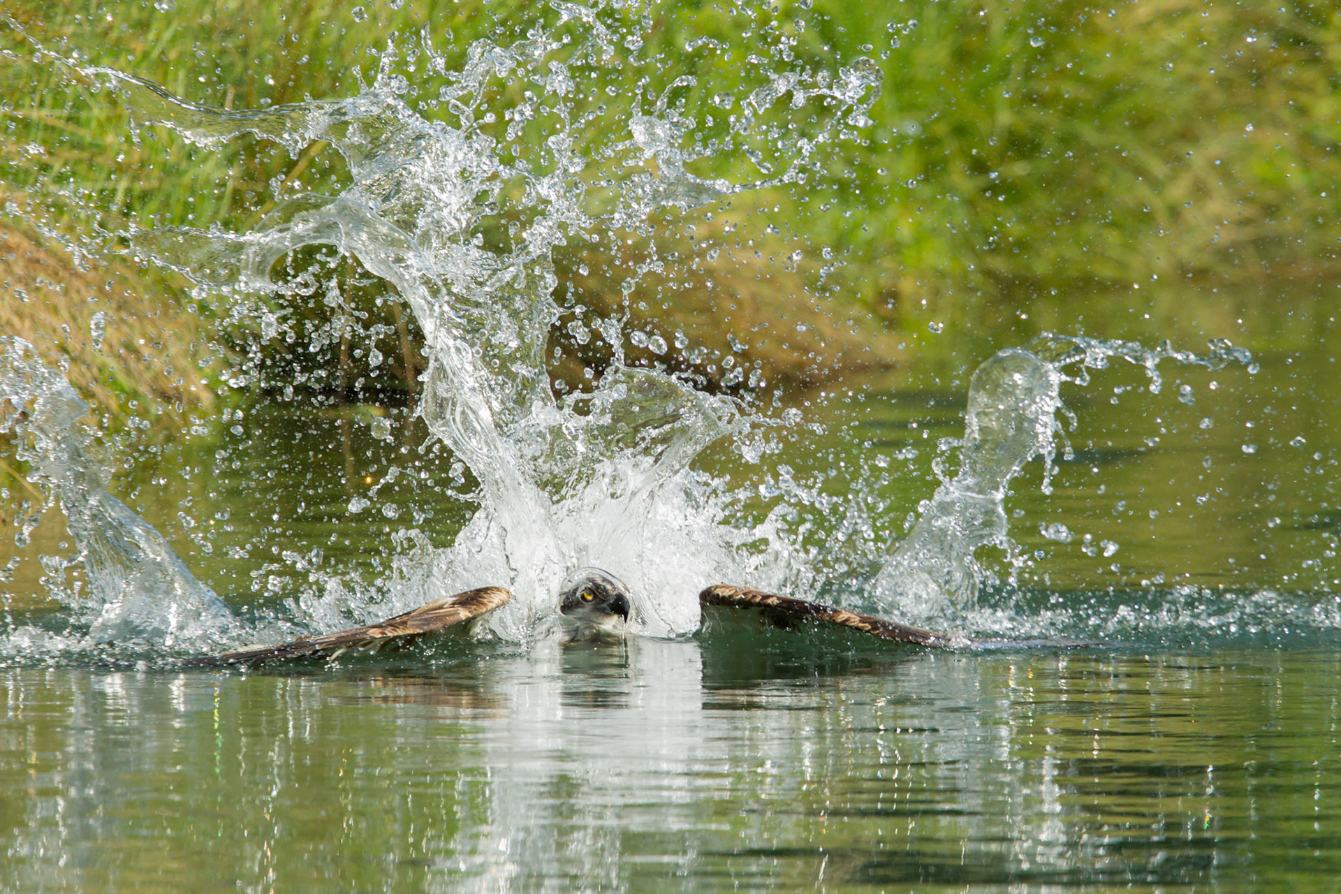 Osprey, Pandion Haliaetus, adult, making big splash when diving for fish, summer, Rutland, England, UK