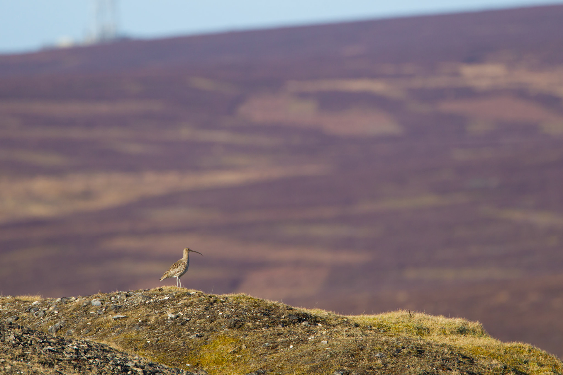 Curlew, Numenius arquata, adult, standing on ridge with moor in the background, Spring, Wales, UK
