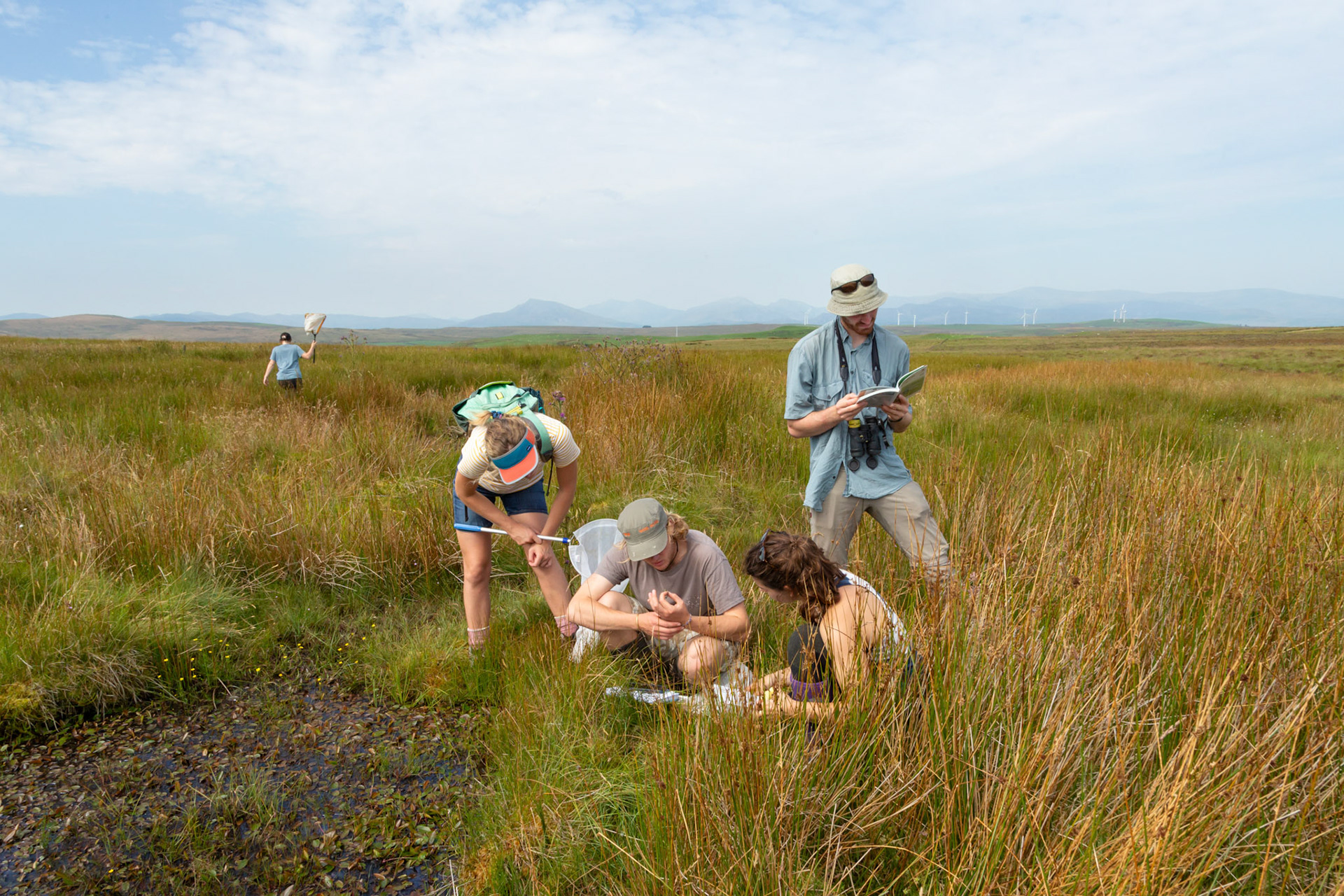 RSPB staff members and volunteers checking dragonfly species whilst conducting a dragonfly survey at pond on North Wales moors. Summer, North Wales, UK