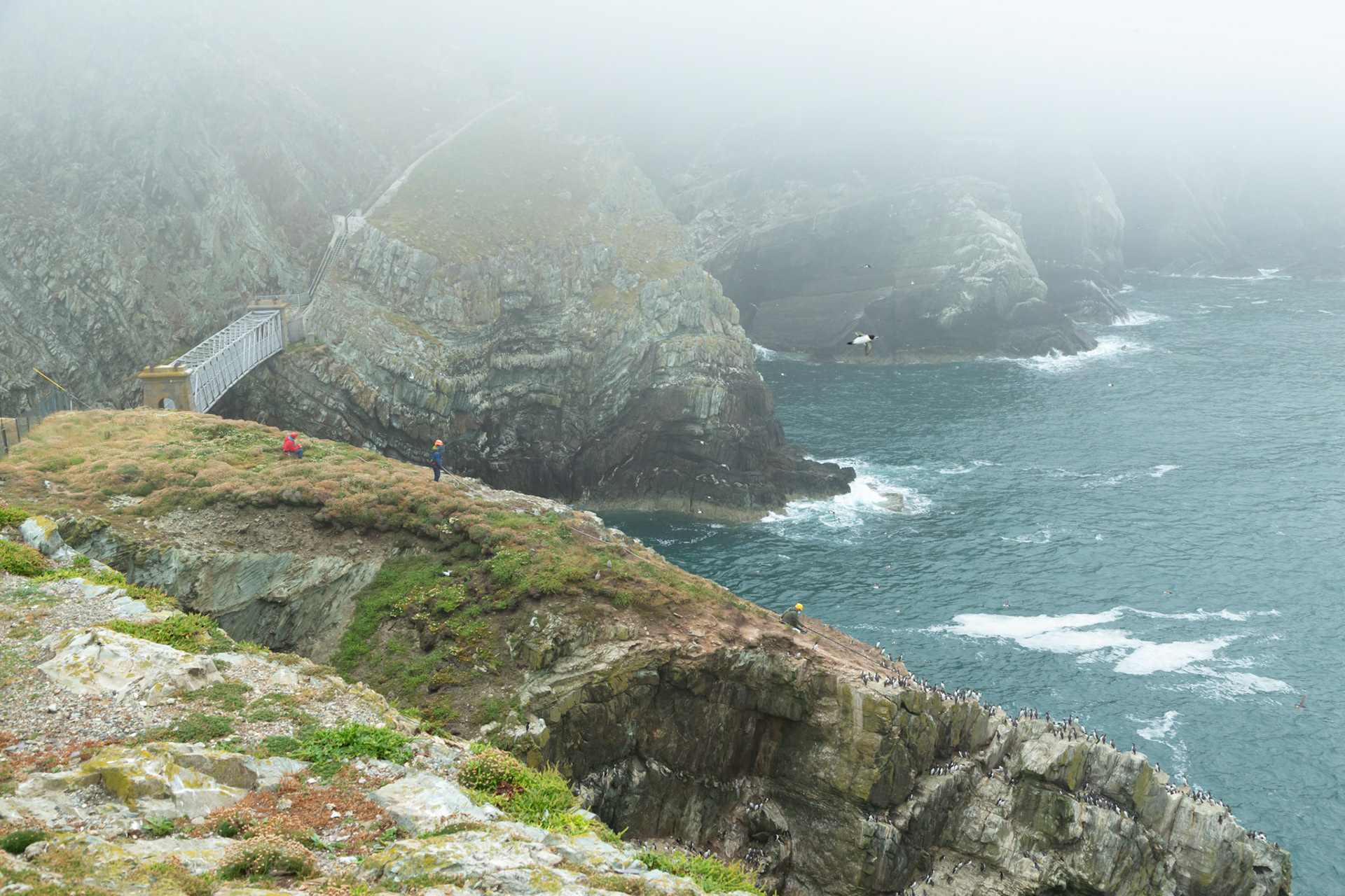 RSPB staff member (with rope team) catching adult Guillimot for tagging, with cliffs and sea in background on foggy morning. Summer, RSPB South Stack, Wales, UK.