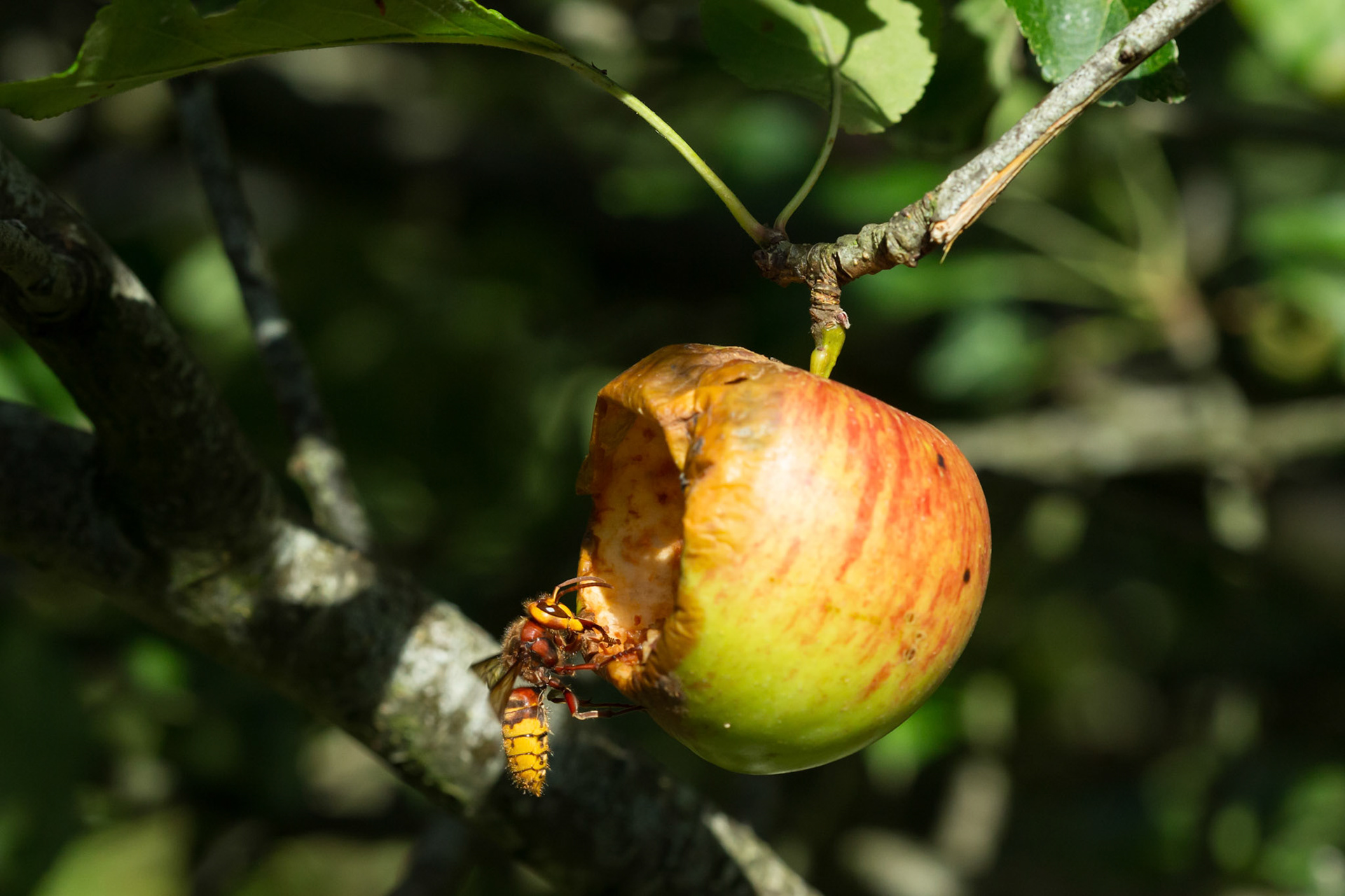 Hornet, Vespa crabro, adult, on apple. Summer, North Wales, UK.