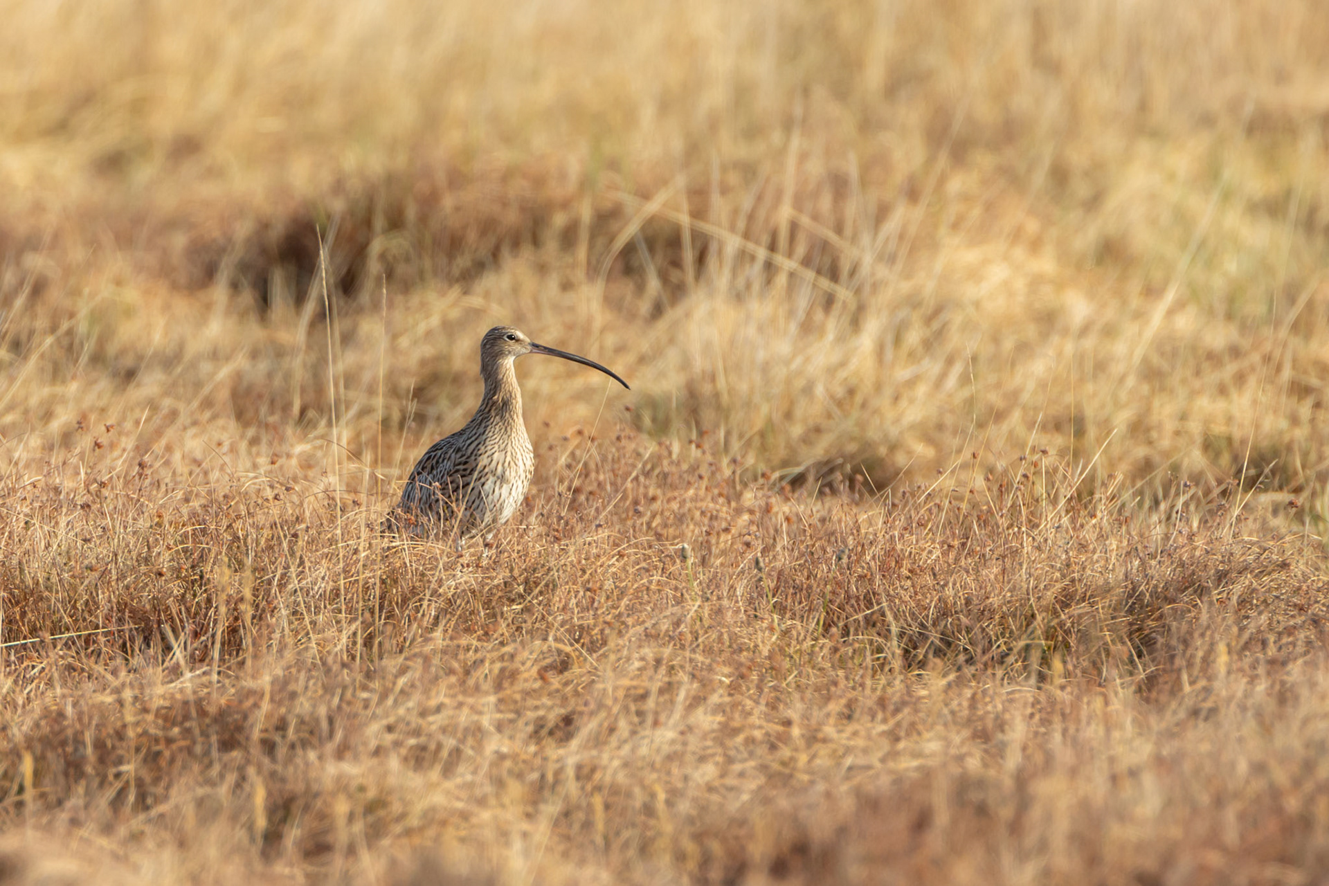 Curlew, Numenius arquata, adult, portrait in early morning light. Spring, North Wales, UK.
