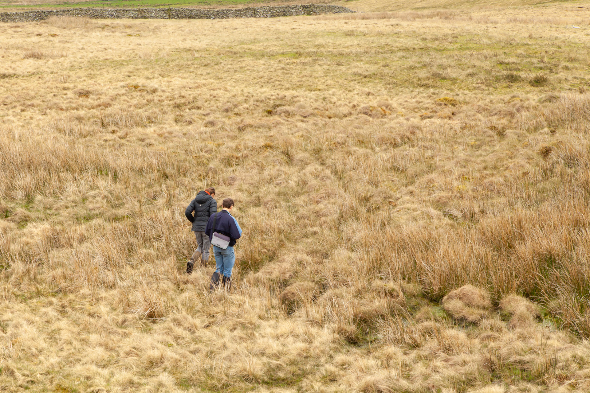 RSPB staff members looking for Curlew nest on North Wales moors, Spring, Wales, UK.