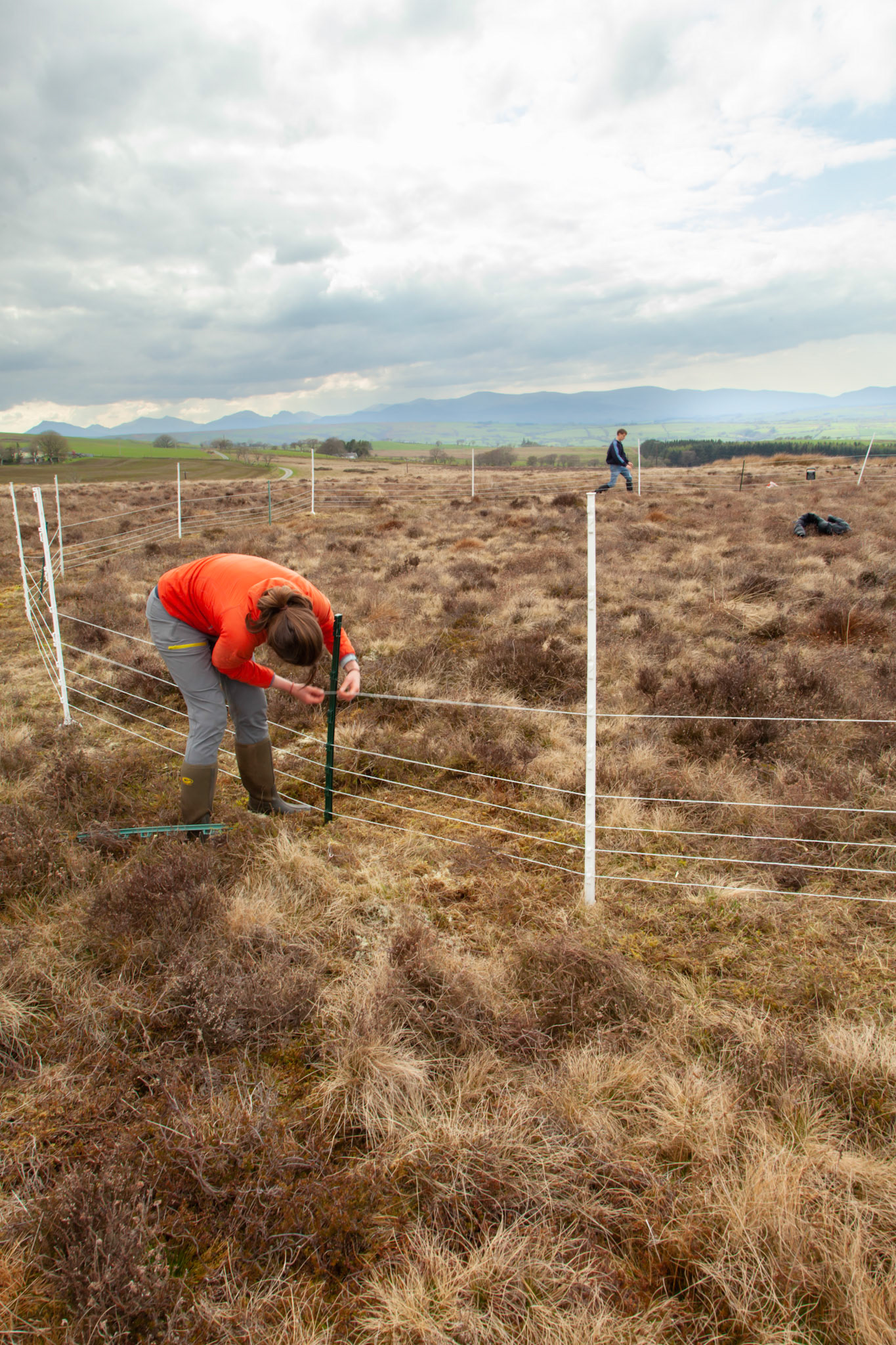 RSPB staff members setting predator fencing for Curlew nest on North Wales moors, Spring, Wales, UK.