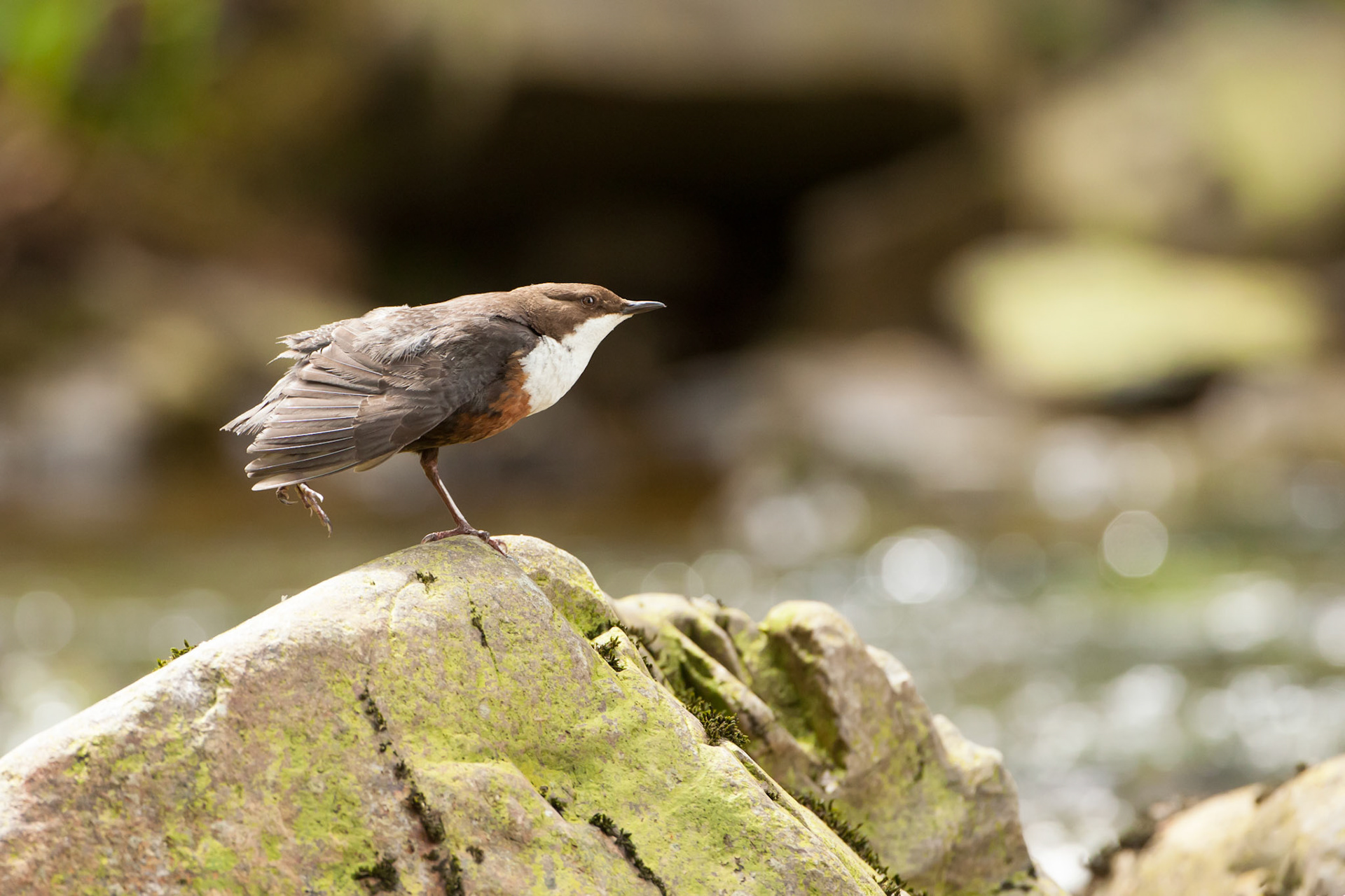 Dipper stretching on rock