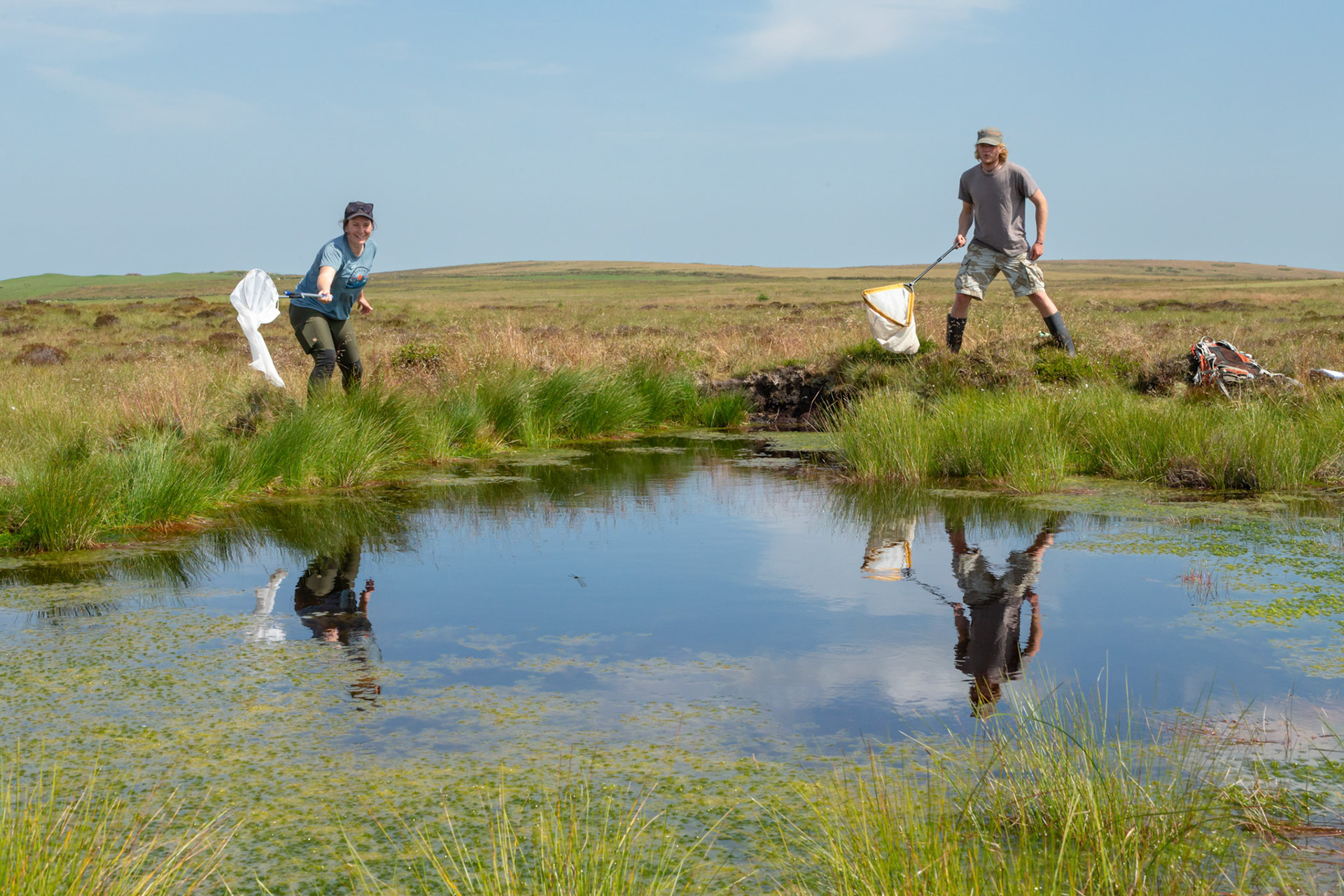 RSPB staff member and volunteer trying to catch a dragonflies next to pool, with reflections. Whilst surveying on North Wales moors with dragonfly flying over pond. Summer, North Wales, UK.