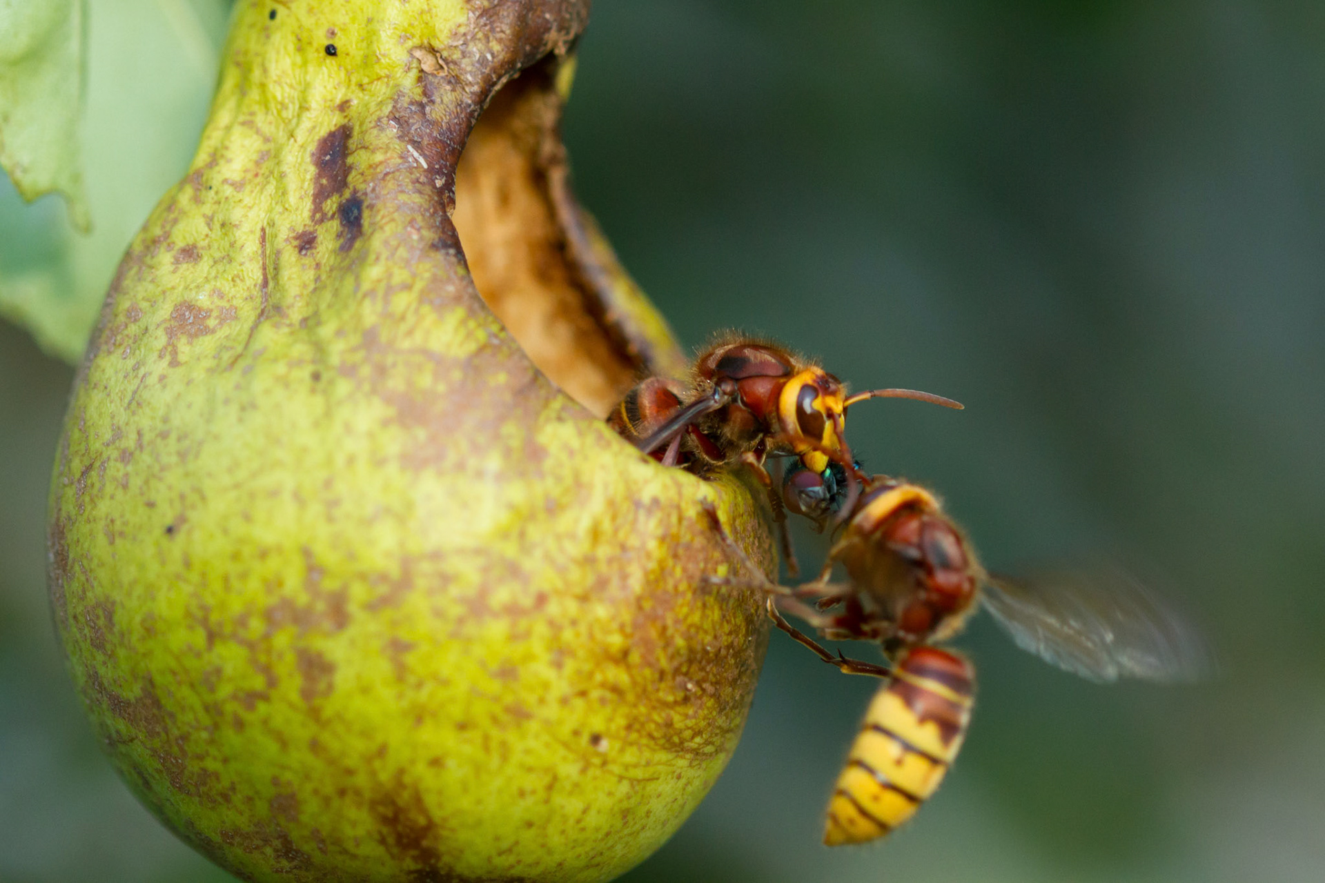 Hornet, Vespa crabro, adult, pair on pear. Summer, North Wales, UK.
