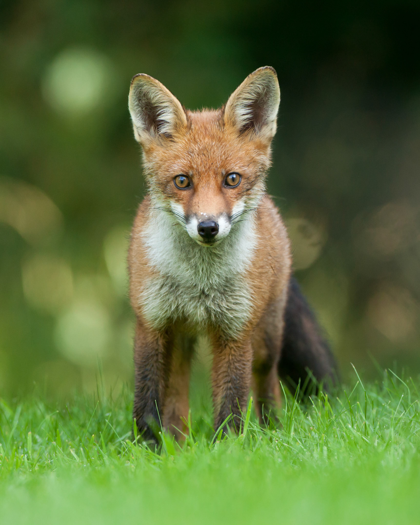 Fox, Vulpes vulpes, adult, standing, looking straight at camera, West Midlands, England, UK, West Midlands, England, UK