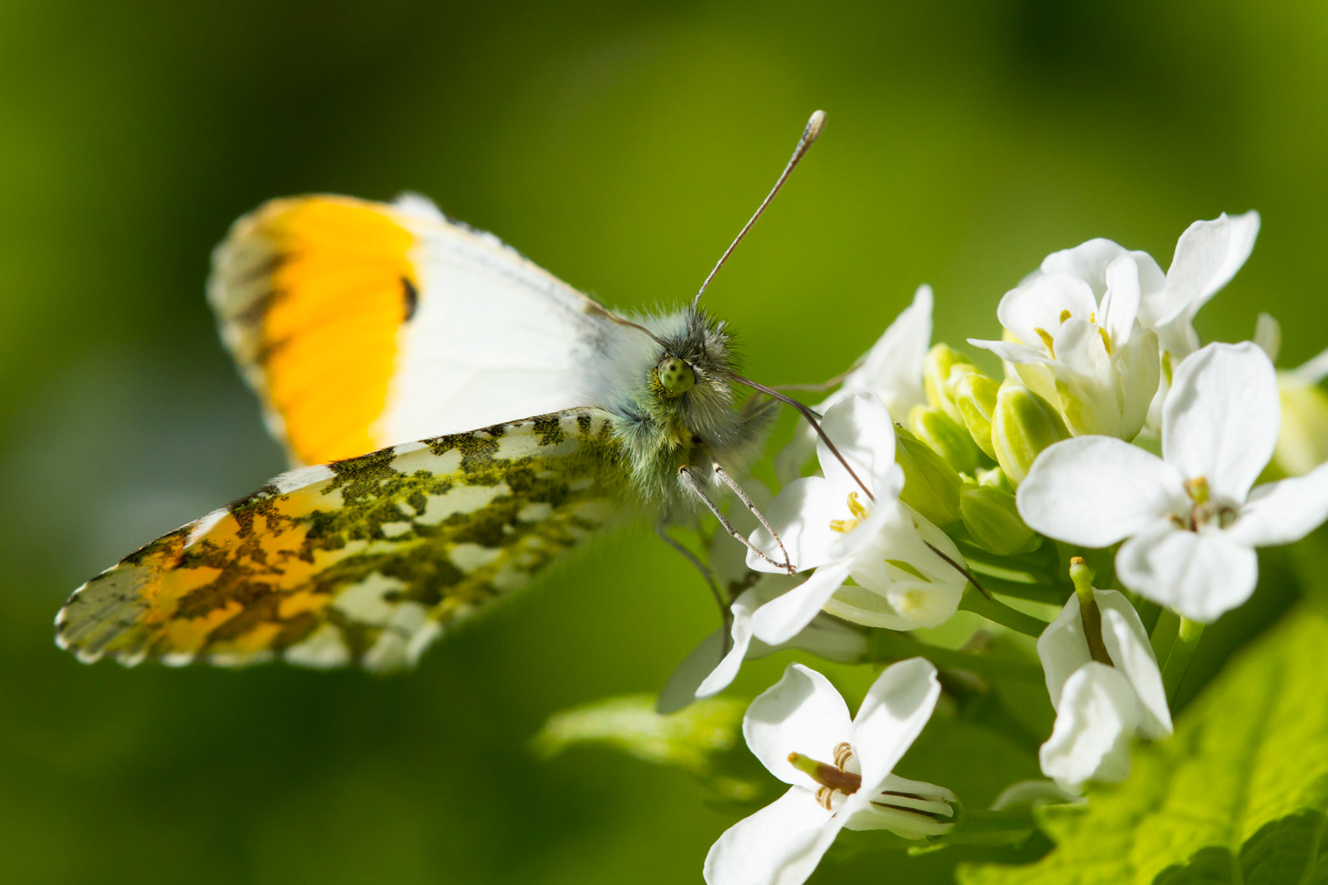 Orange-tip butterfly, male, Anthocharis cardamines, on plant, spring, North Wales, UK.