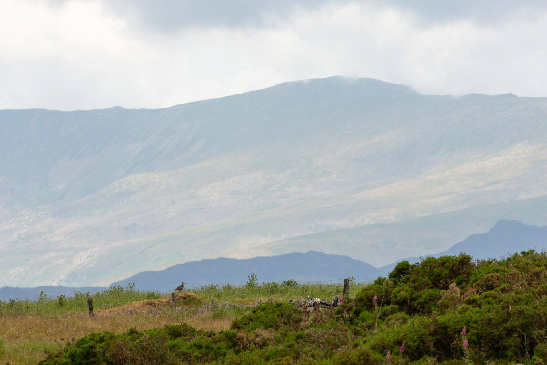 Curlew (adult)Numenius arquata), small in frame with Snowdonia mountains in background. Summer, North Wales,UK.